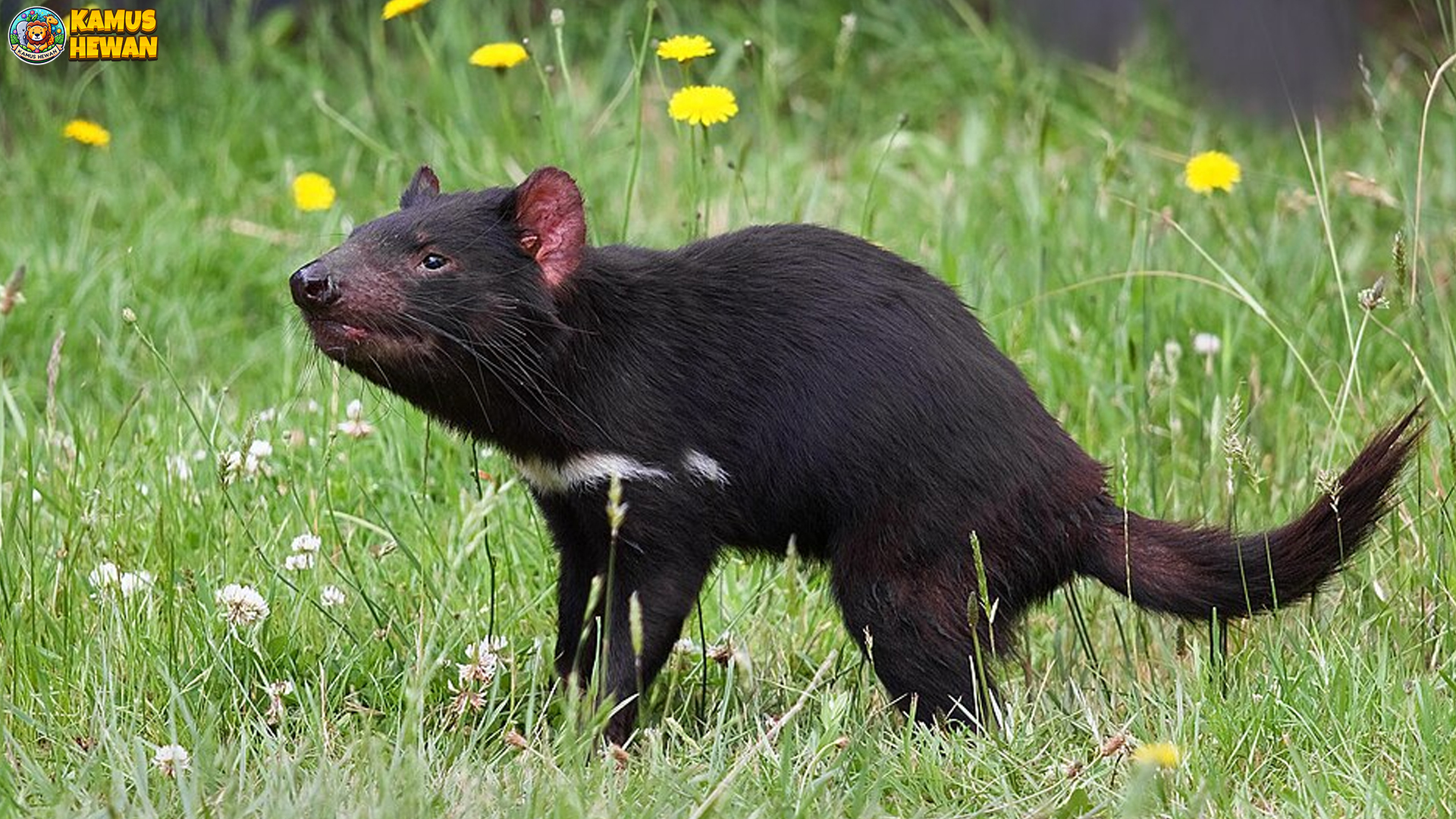 Mengenal Tasmanian Devil: Hewan Kecil Bersuara Menggema