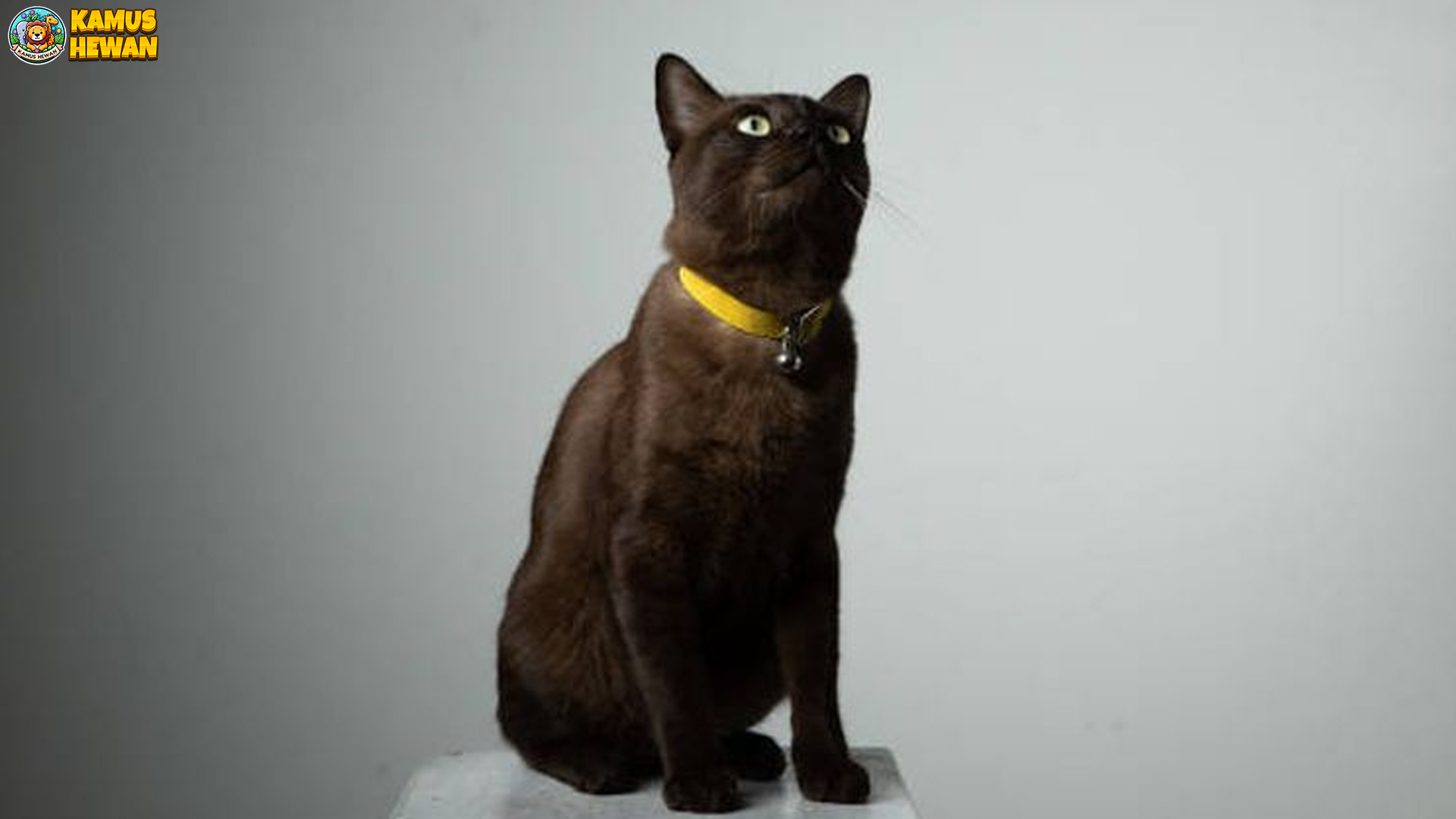 Kucing Havana, Si Manis Berbulu Cokelat yang Menggemaskan