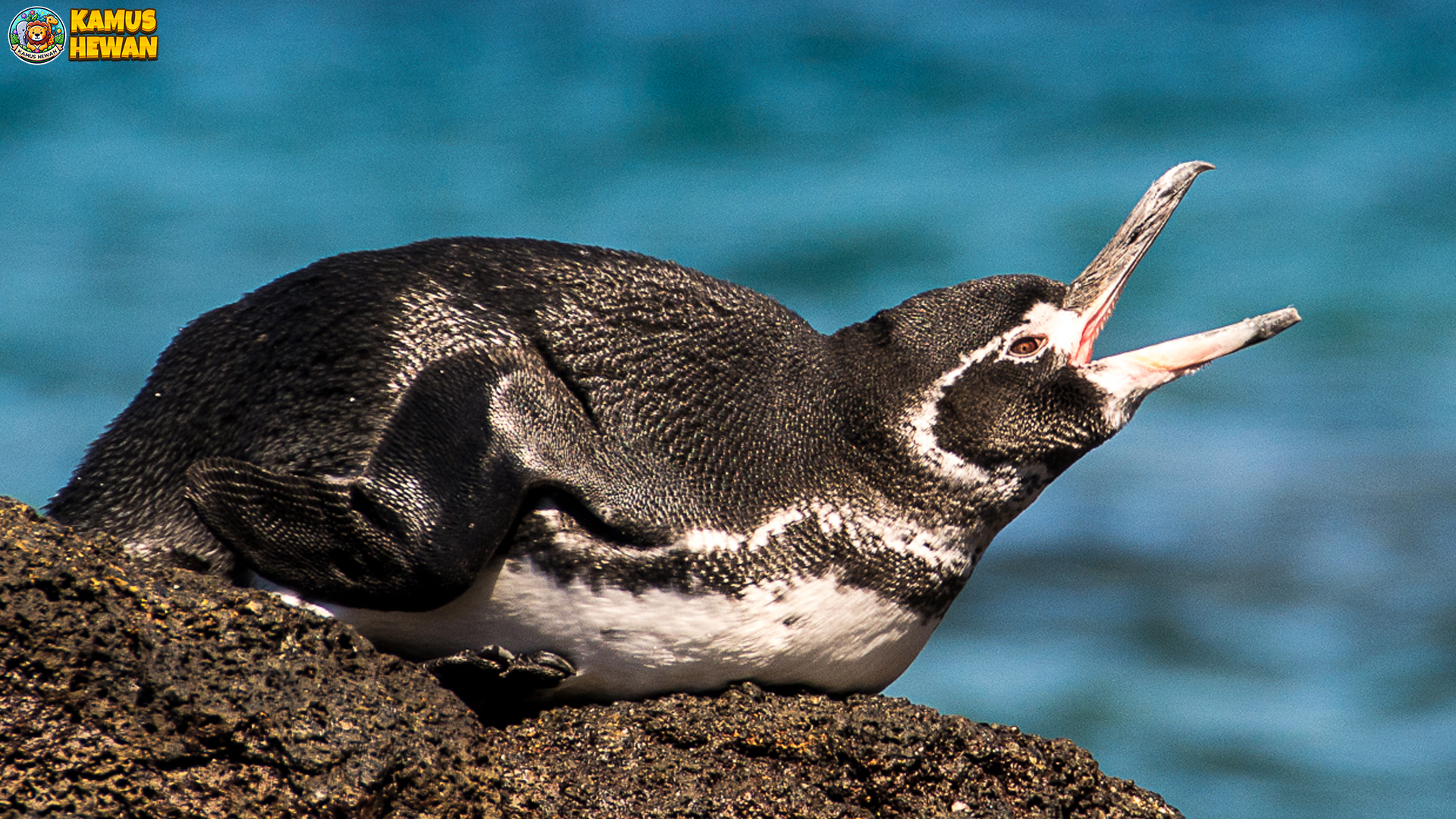 Penguin Galapagos, Pinguin Tropis dengan Kisah2 Menarik