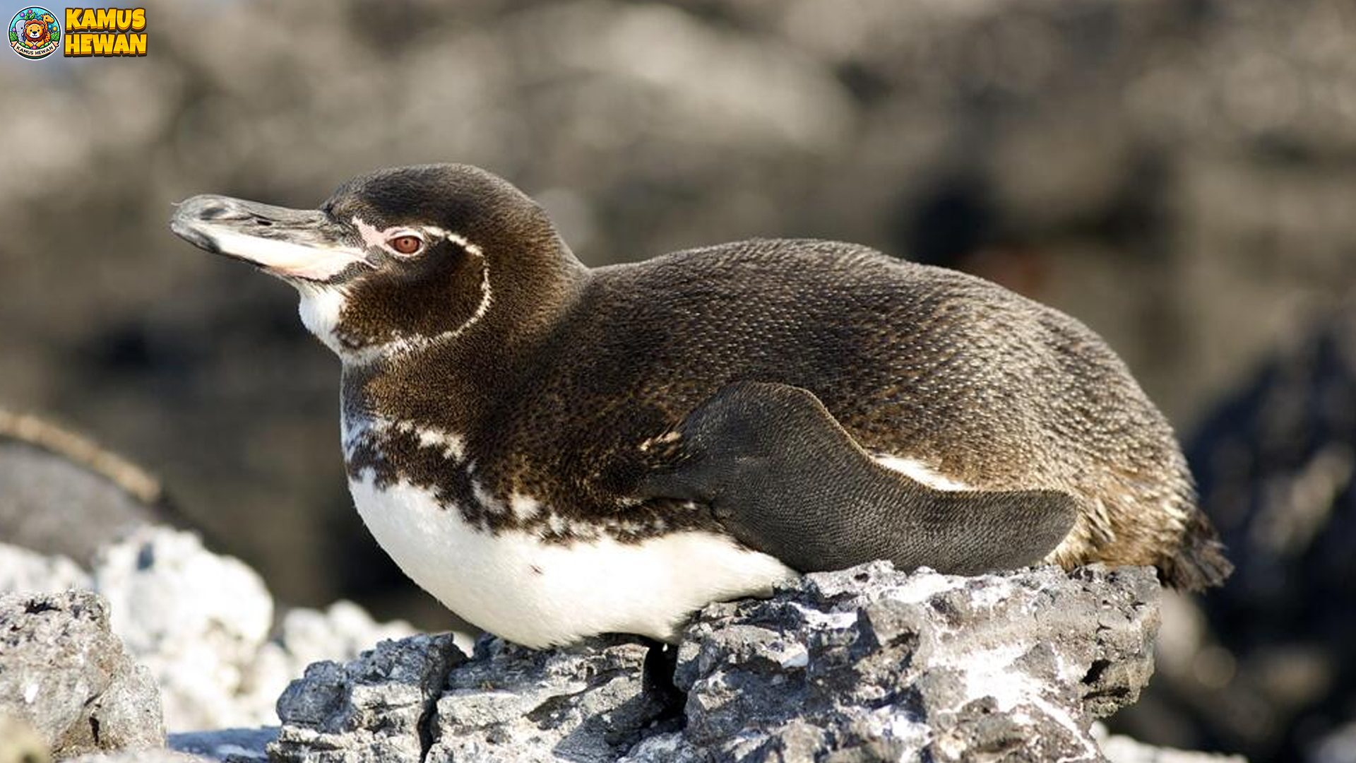 Penguin Galapagos, Pinguin Tropis dengan Kisah2 Menarik