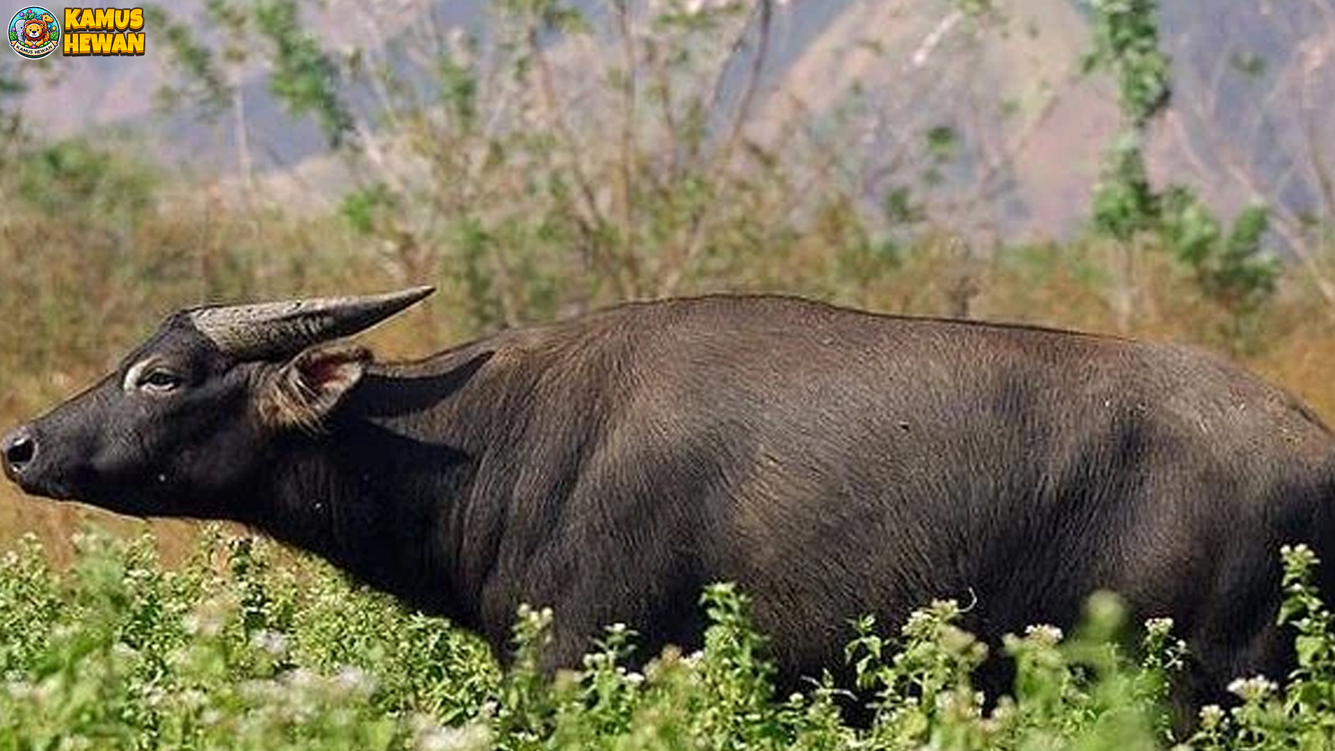 Perjalanan Tamaraw Melawan 3 Ancaman Terbesar di Habitatnya