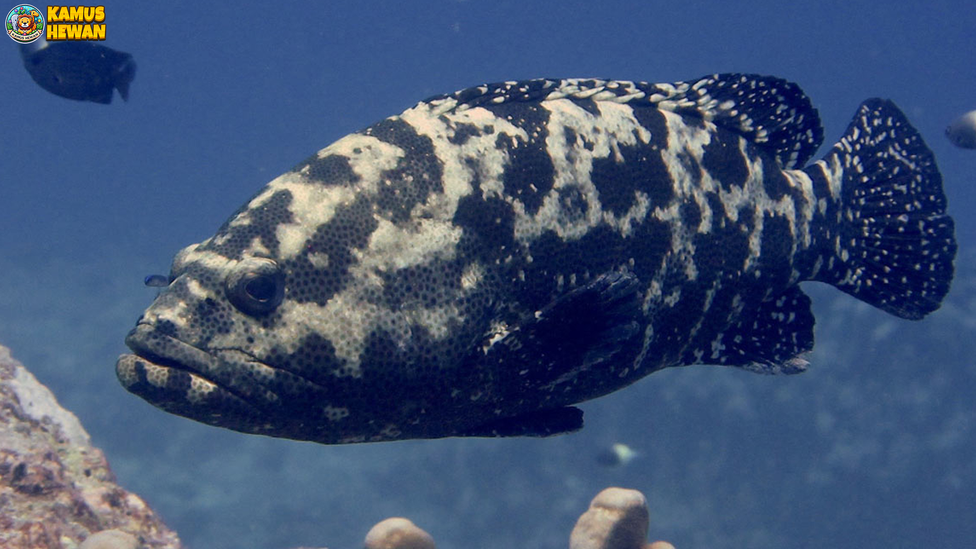 Jejak Kerapu Kertang: Keindahan dan Keunikan di Dasar Laut