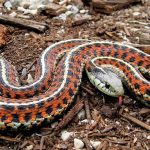 Mengenal Ular Garter: Si Kecil yang Menarik dari Dunia Reptil