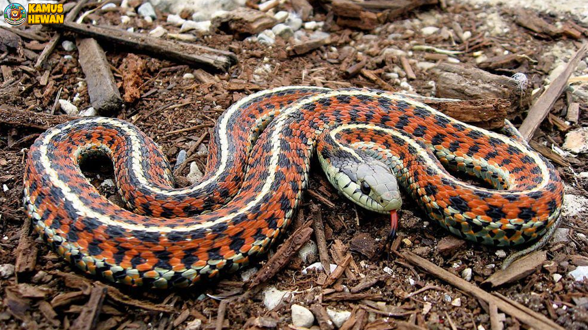 Mengenal Ular Garter: Si Kecil yang Menarik dari Dunia Reptil