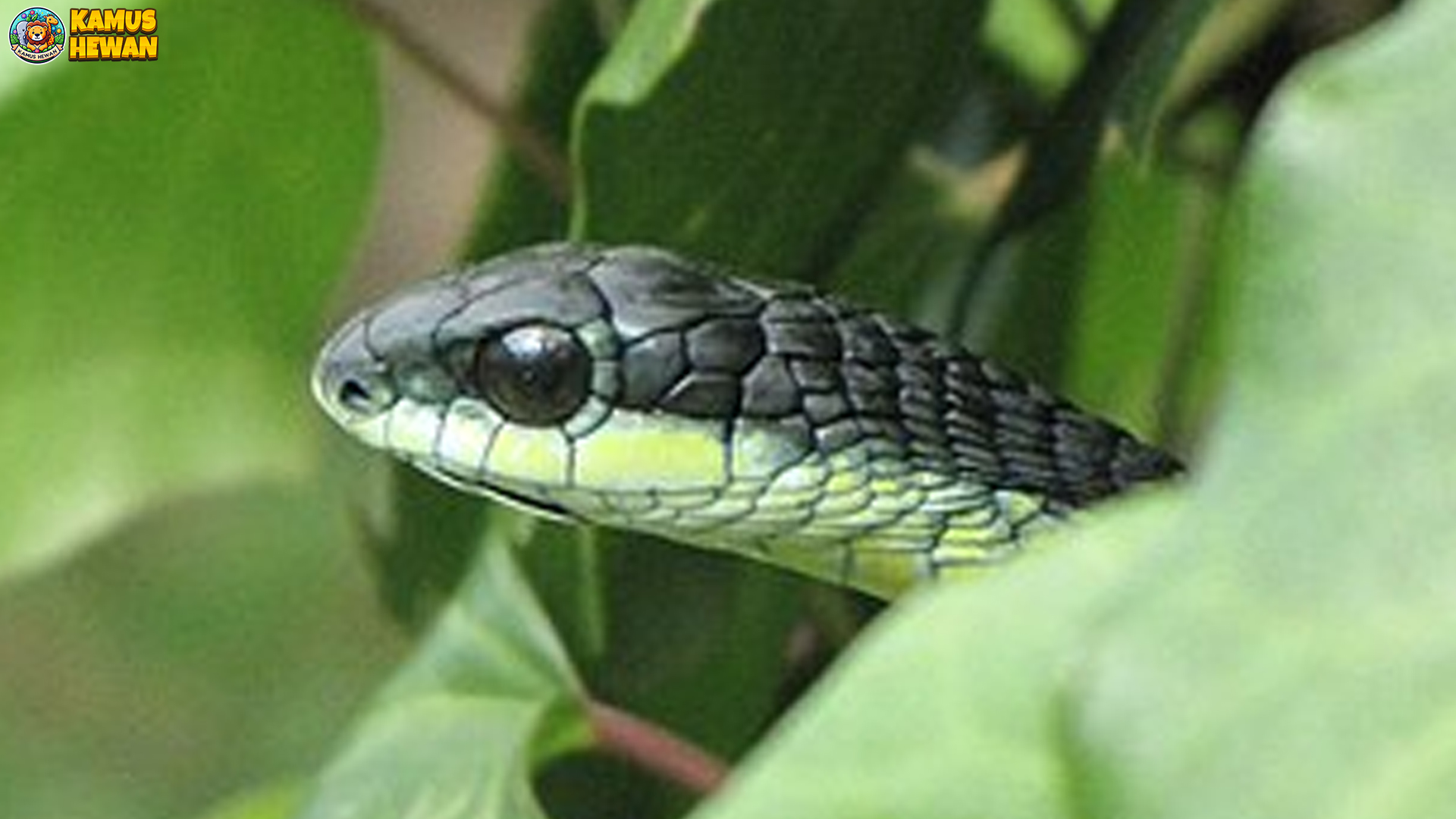 Keajaiban Boomslang, Ular Pepohonan Berbisa dari Afrika