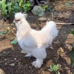 Mengenal Ayam Kapas, Si Ayam Berbulu Unik dan Menggemaskan