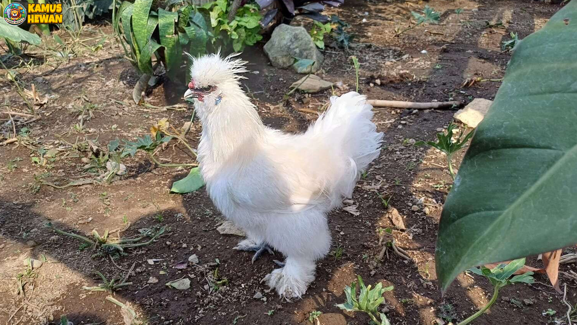 Mengenal Ayam Kapas, Si Ayam Berbulu Unik dan Menggemaskan