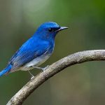 Sikatan Aceh, Burung Unik dengan Ciri Khas yang Menawan