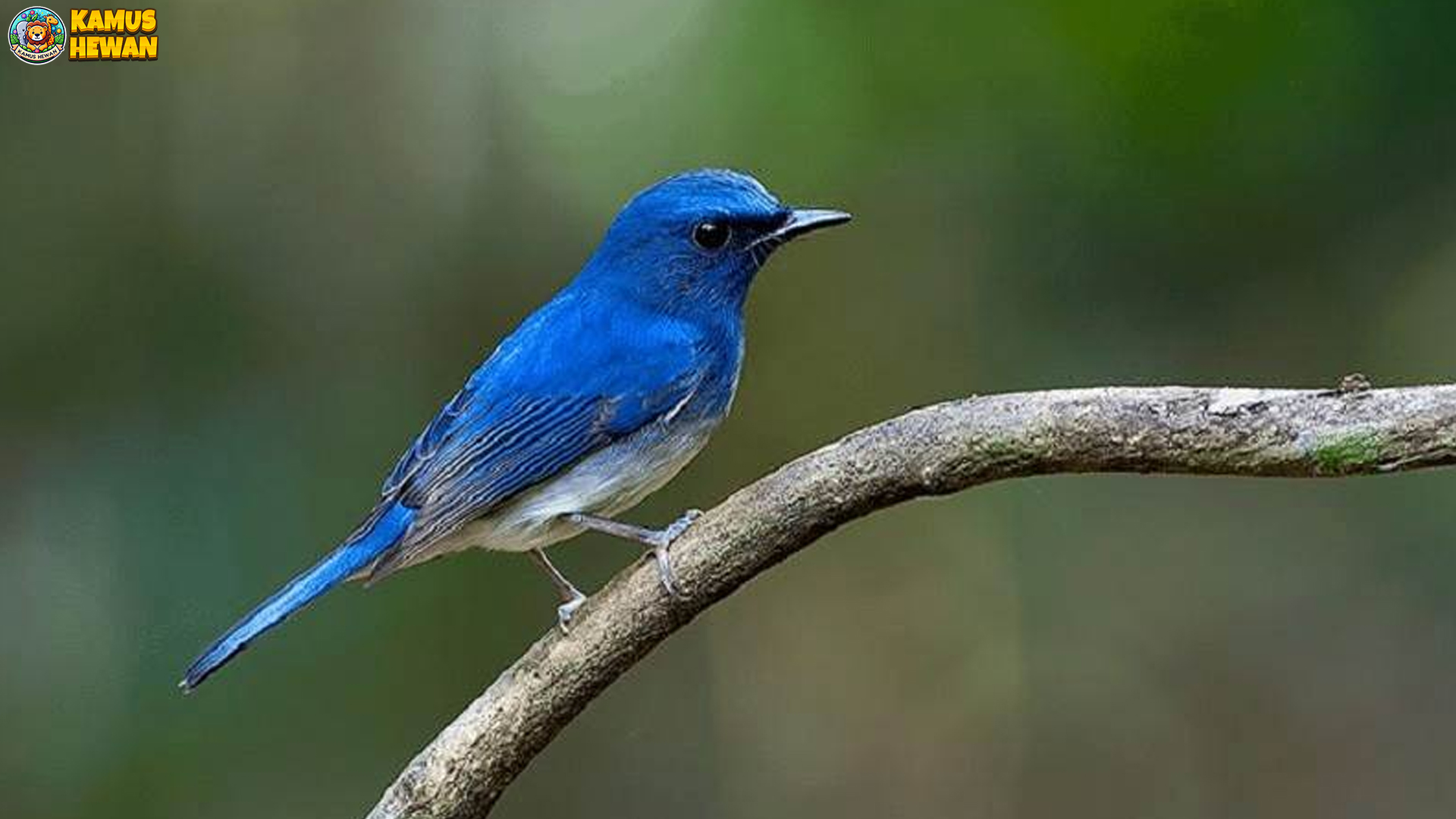 Sikatan Aceh, Burung Unik dengan Ciri Khas yang Menawan