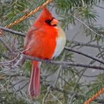 Cerita Unik di Balik Burung Kardinal Merah yang Memikat Mata