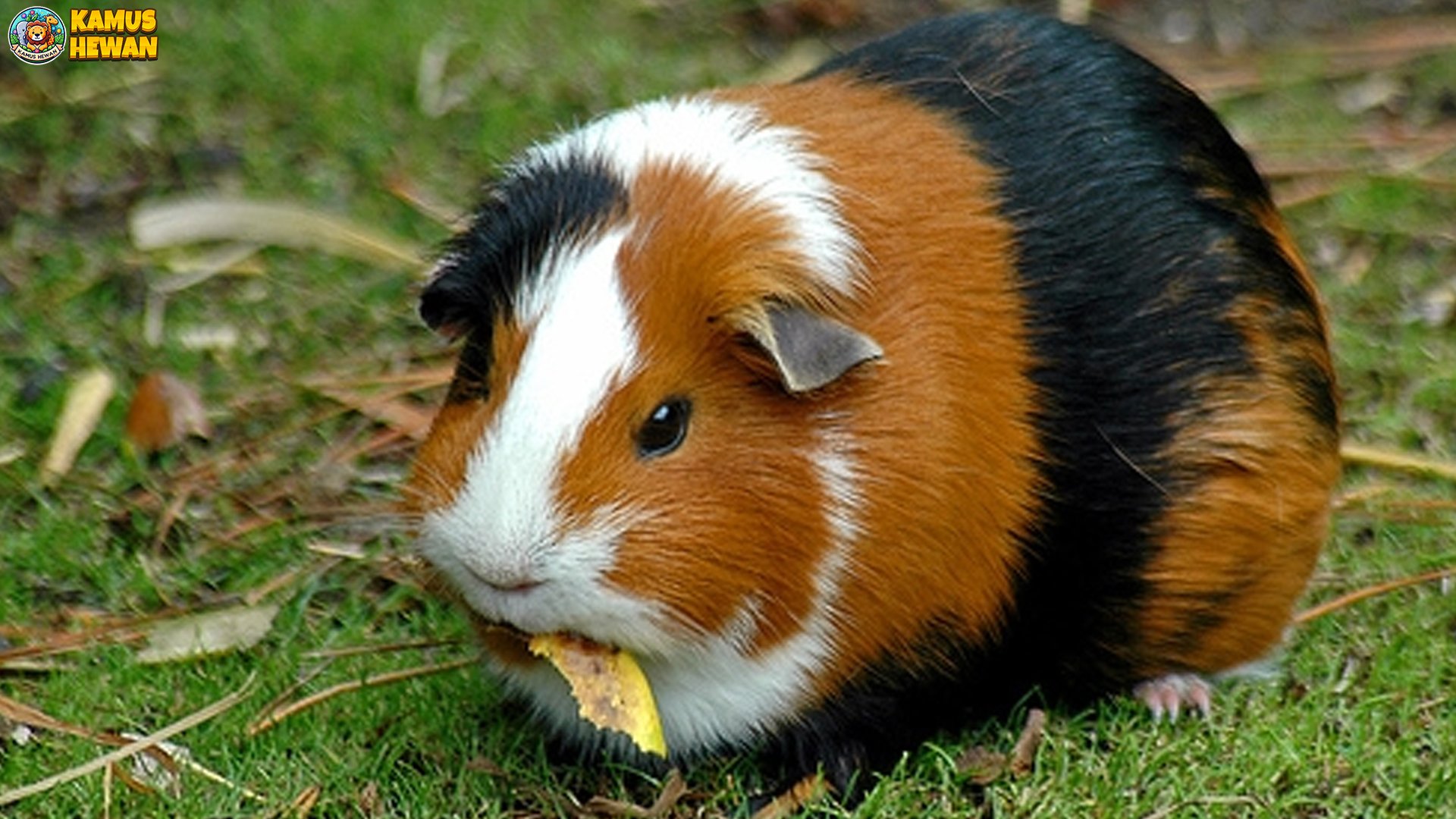 Tikus Belanda serta 4 Kebiasaan Lucu yang Bikin Gemas