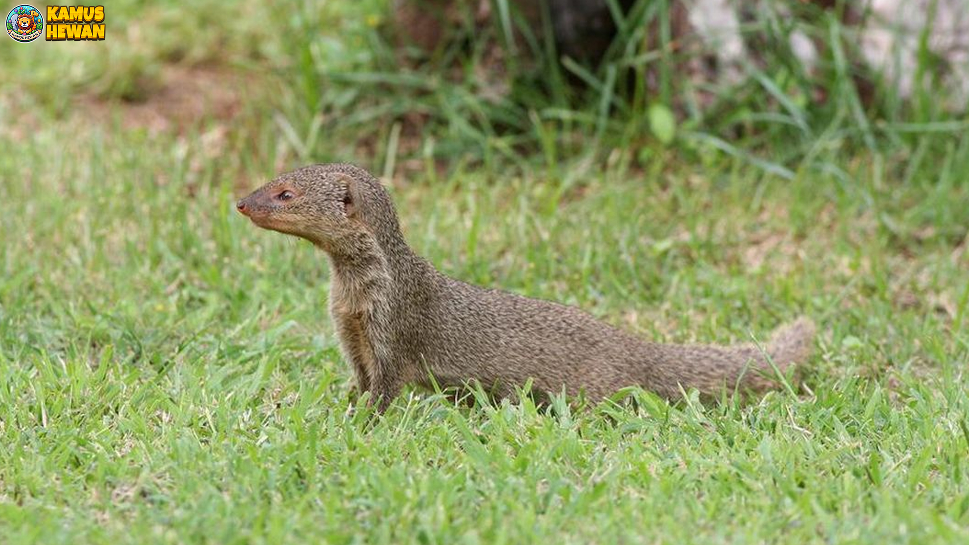 Inilah 4 Hal Menarik dari Garangan Jawa yang Patut Kamu Tahu