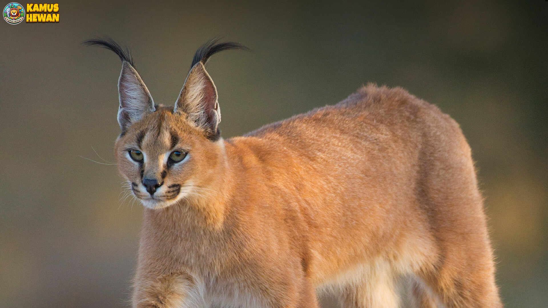 Gerakan Caracal Mengisyaratkan 3 Cara Bertahan Yang Unik 3 Gerakan Caracal Mengisyaratkan 3 Cara Bertahan Yang Unik
