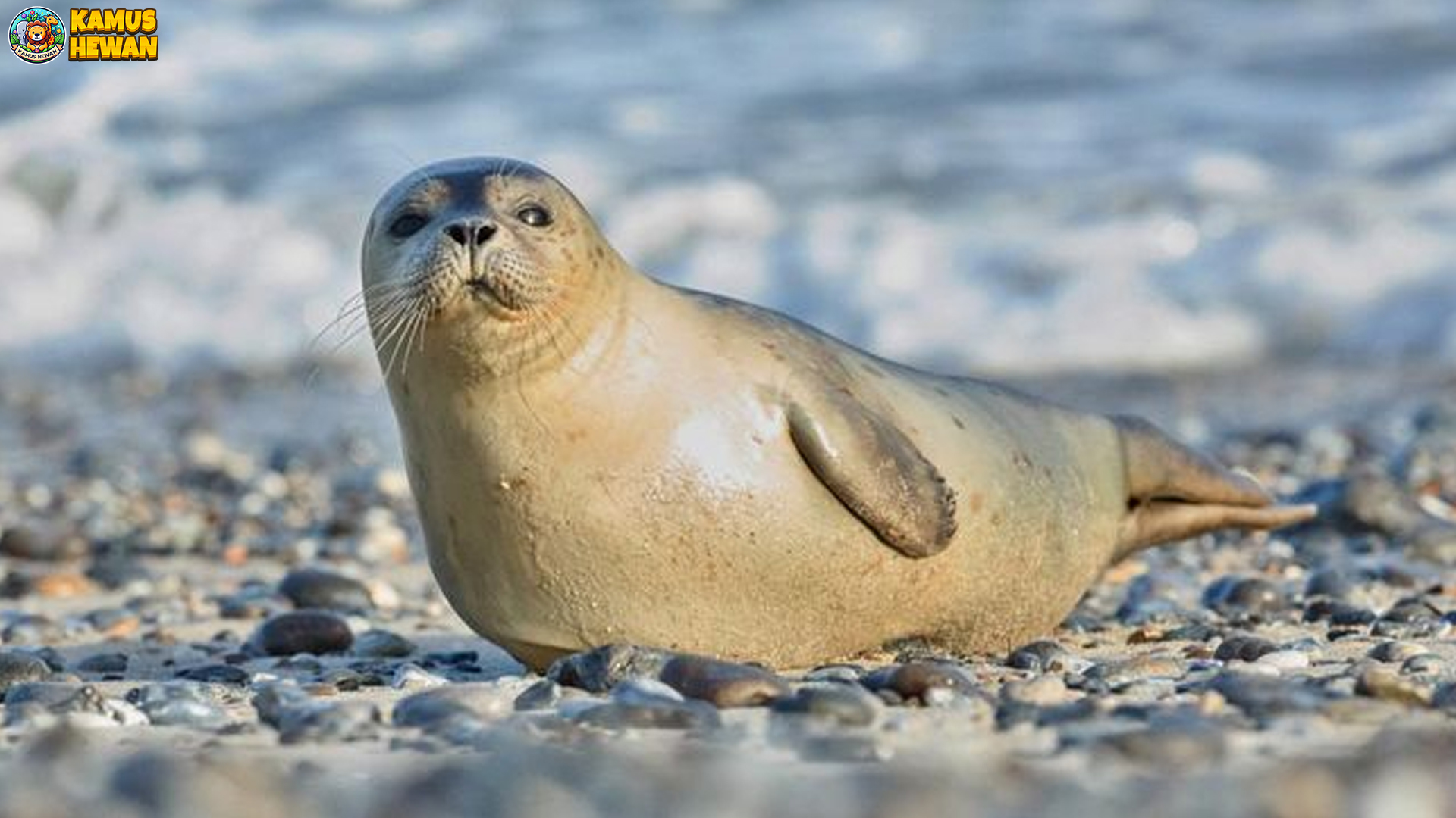 Uniknya Anjing Laut dalam 4 Gerakan Lucu Sampai Suara Aneh 4 Uniknya Anjing Laut dalam 4 Gerakan Lucu Sampai Suara Aneh