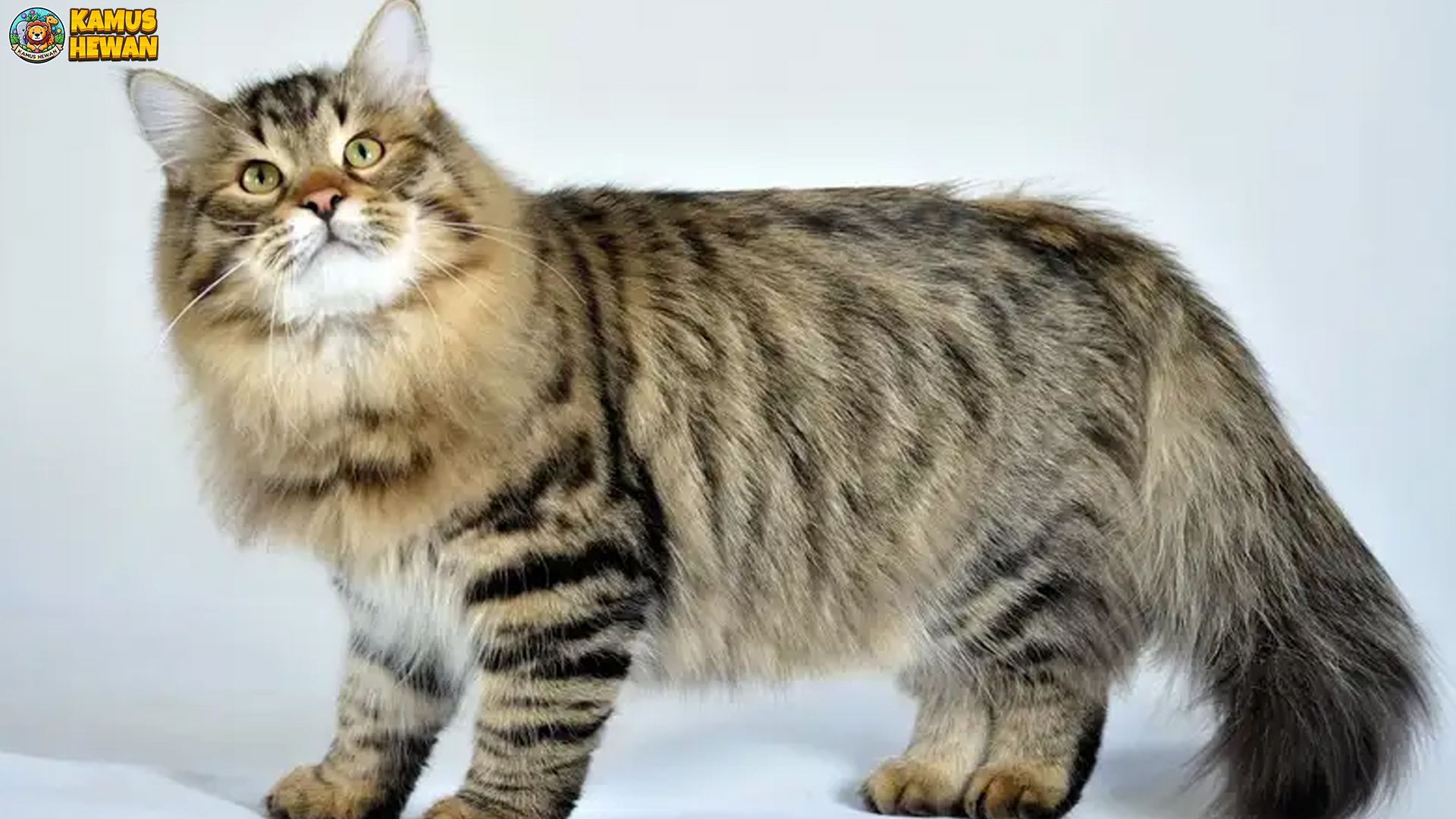 Mengenal Kucing Siberia lewat 5 Fakta Menarik dan Bulu Tebalnya 4 Mengenal Kucing Siberia lewat 5 Fakta Menarik dan Bulu Tebalnya