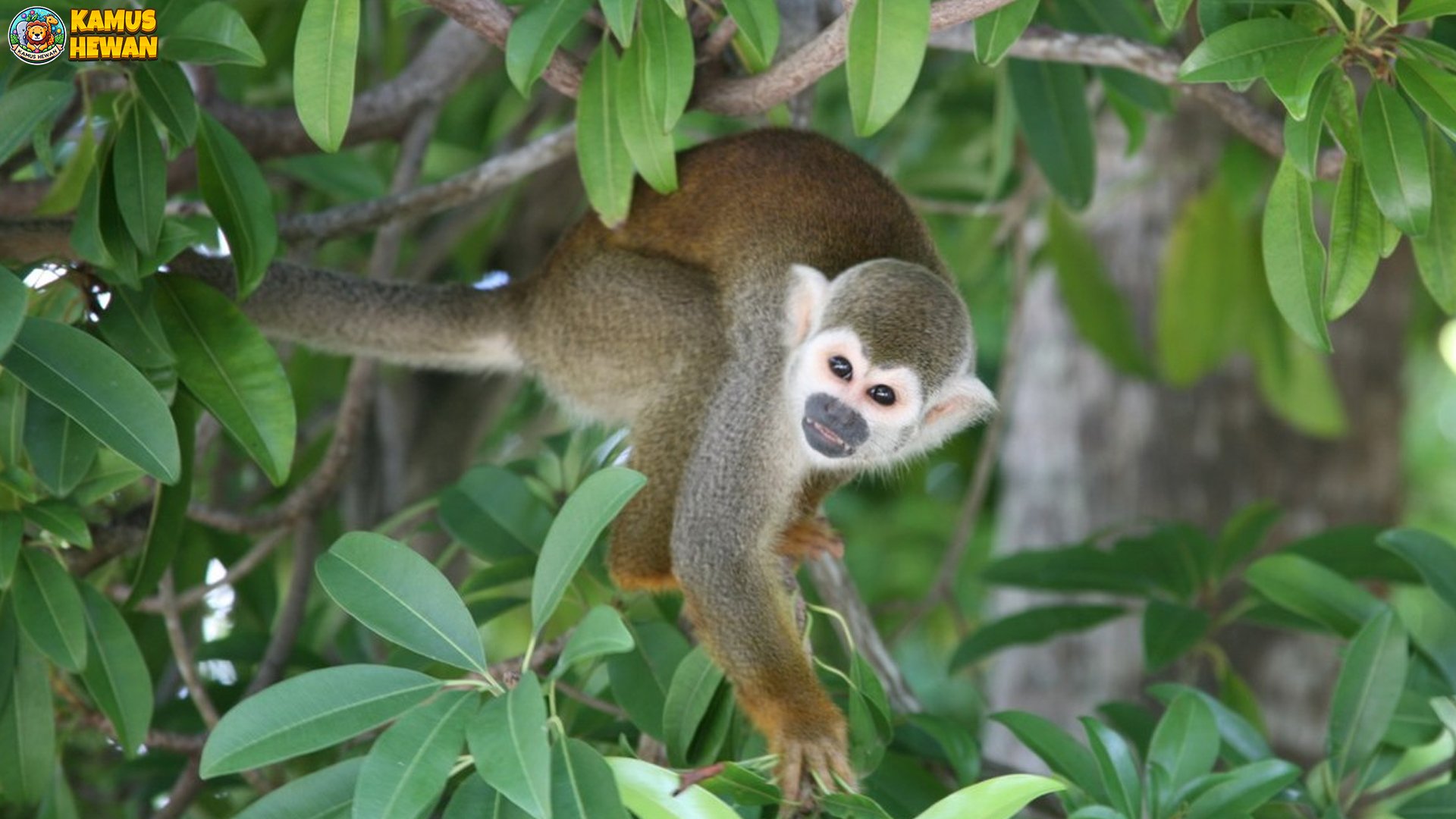 Monyet Bajing, 4 Makhluk Kecil dengan Kecepatan Super 3 Monyet Bajing, 4 Makhluk Kecil dengan Kecepatan Super