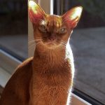 Kucing Abisinia, Si Elegan dengan Warna Bulu yang Memikat