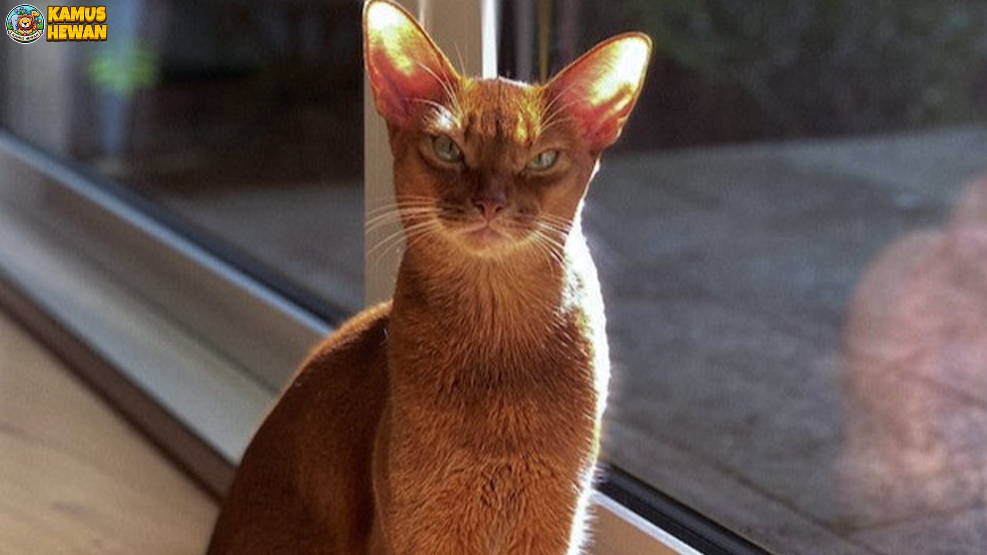 Kucing Abisinia, Si Elegan dengan Warna Bulu yang Memikat