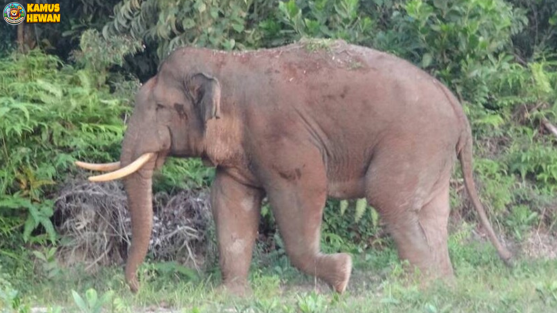 Gajah Kalimantan, Ikon Satwa Endemik yang Mempesona