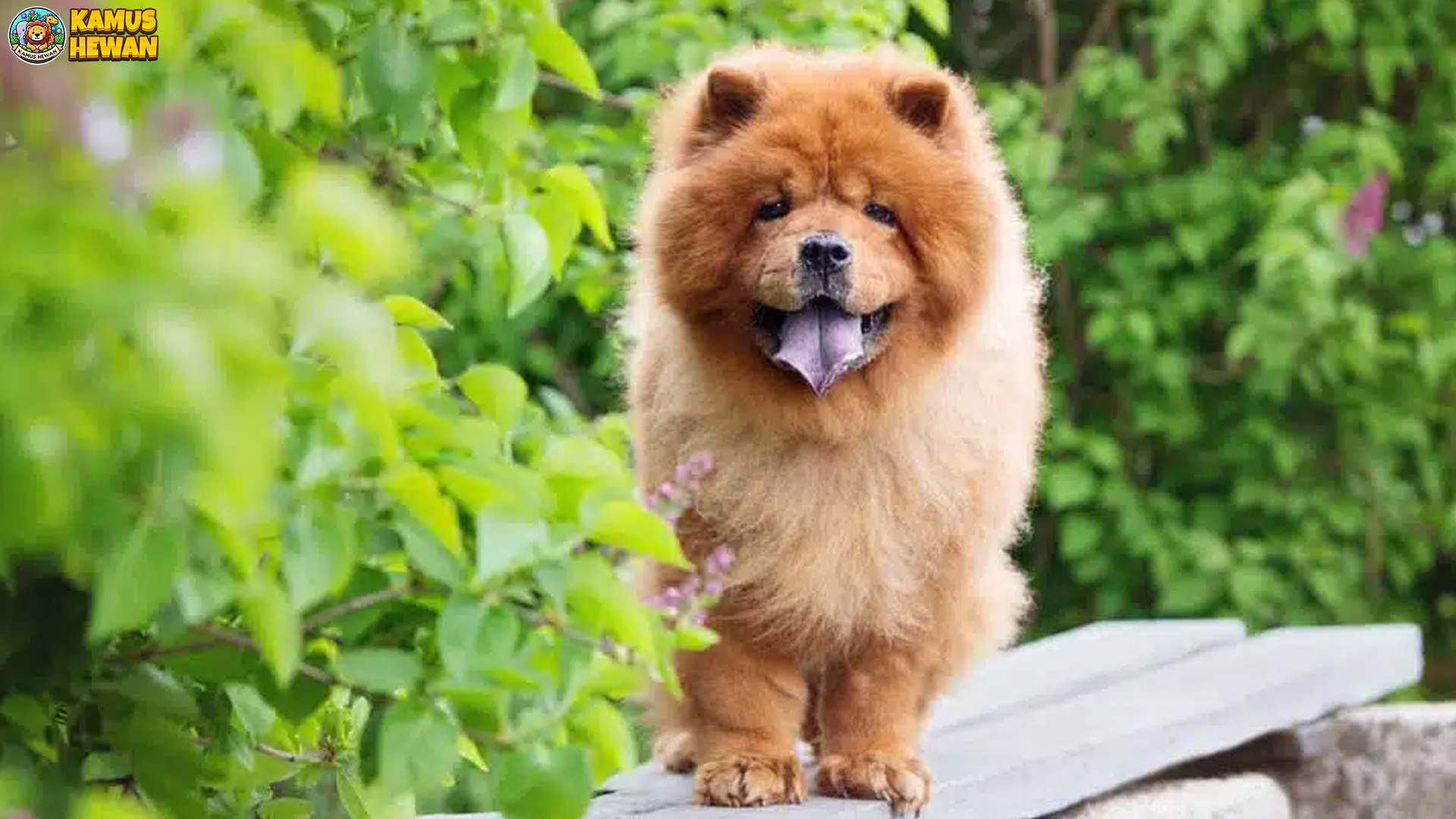 Chow Chow: Anjing Berwajah Singa dengan Karakter Unik