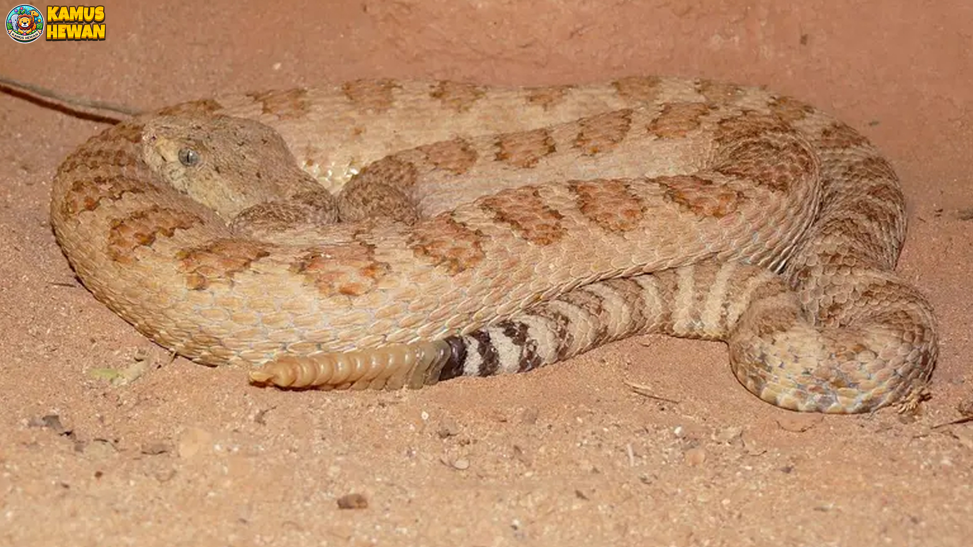 Mengupas Fakta Menarik Ular Derik Besar di Dunia Reptil