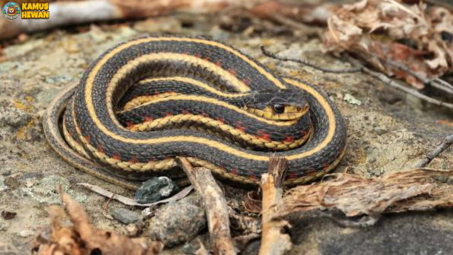 Mengenal Ular Garter: Si Kecil yang Menarik dari Dunia Reptil