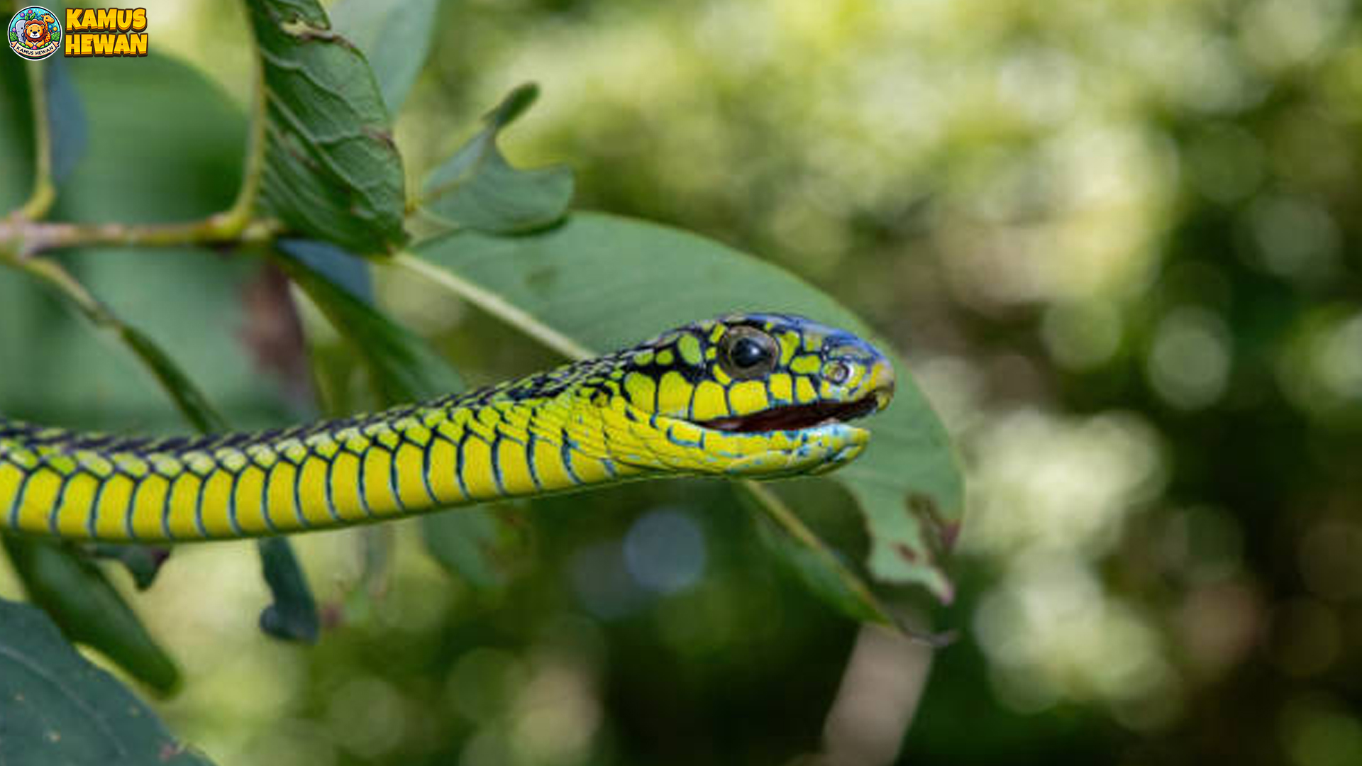 Keajaiban Boomslang, Ular Pepohonan Berbisa dari Afrika