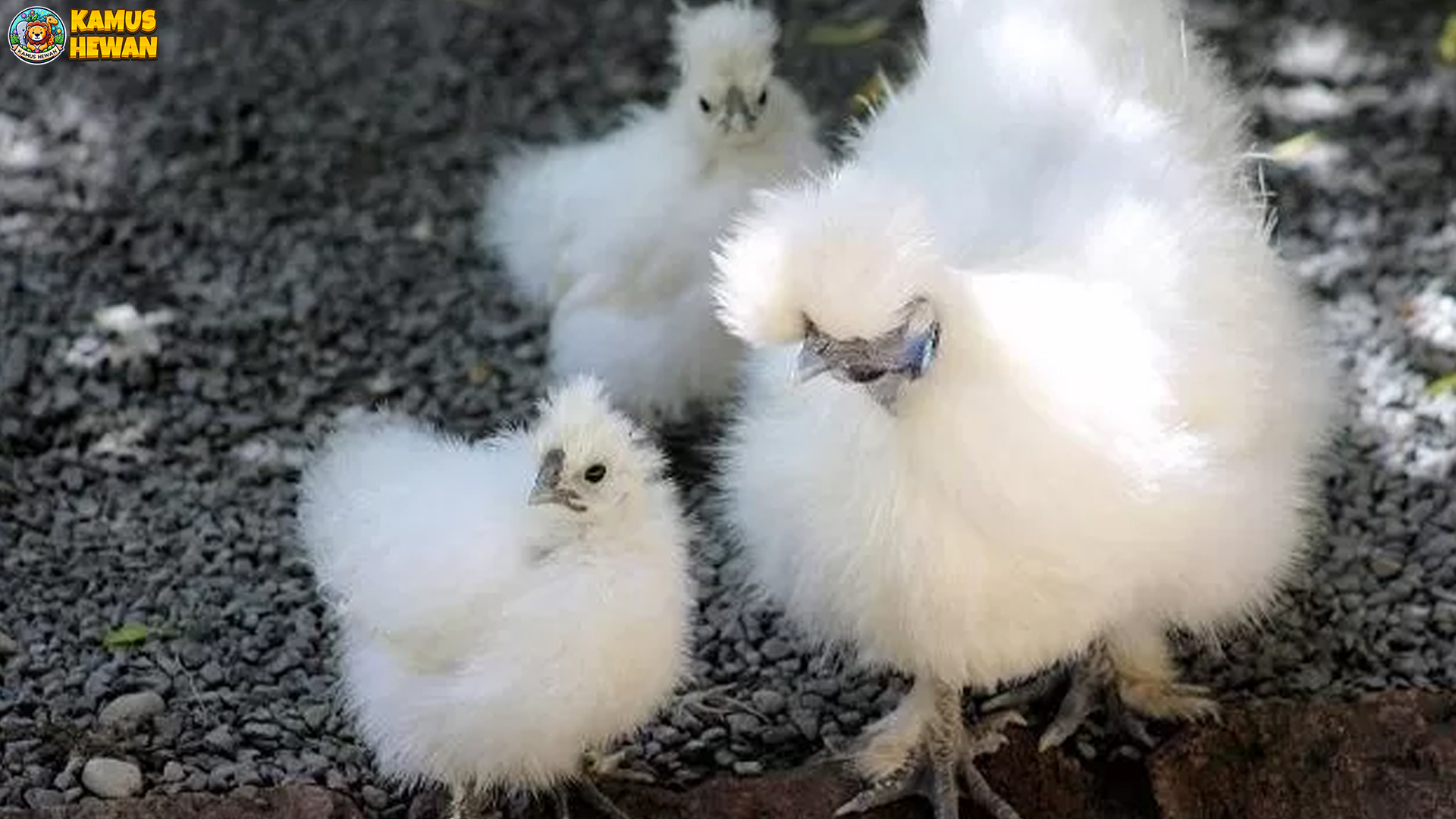 Mengenal Ayam Kapas, Si Ayam Berbulu Unik dan Menggemaskan