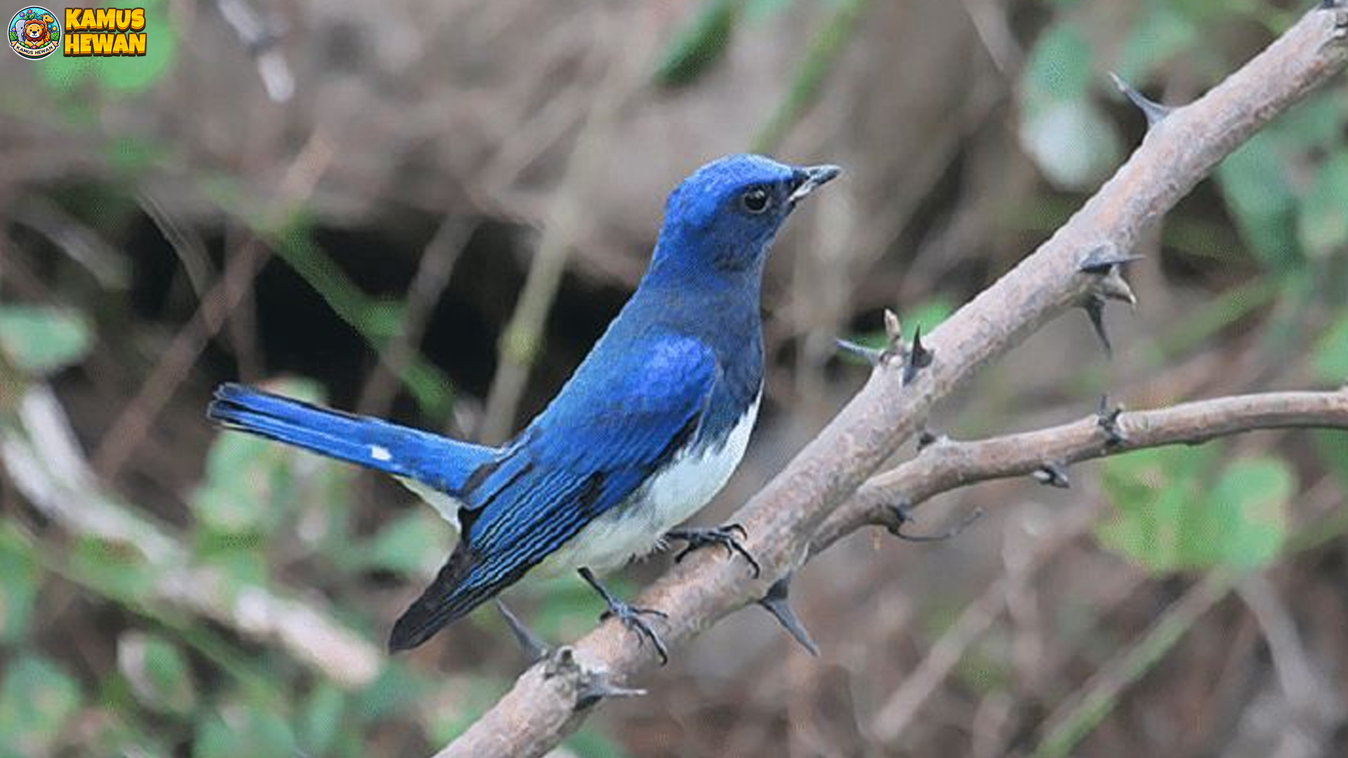 Sikatan Aceh, Burung Unik dengan Ciri Khas yang Menawan