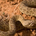 Mengupas Fakta Menarik Ular Derik Besar di Dunia Reptil