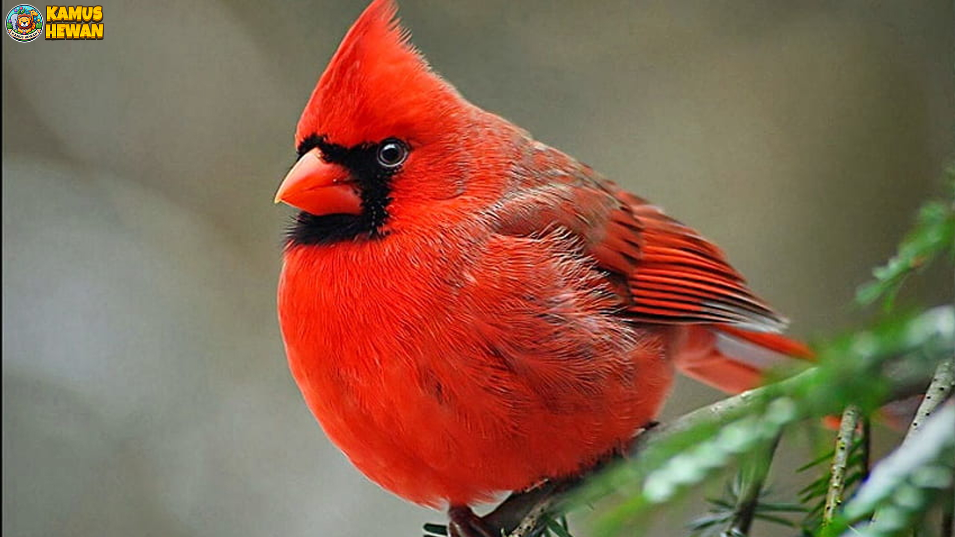 Cerita Unik di Balik Burung Kardinal Merah yang Memikat Mata