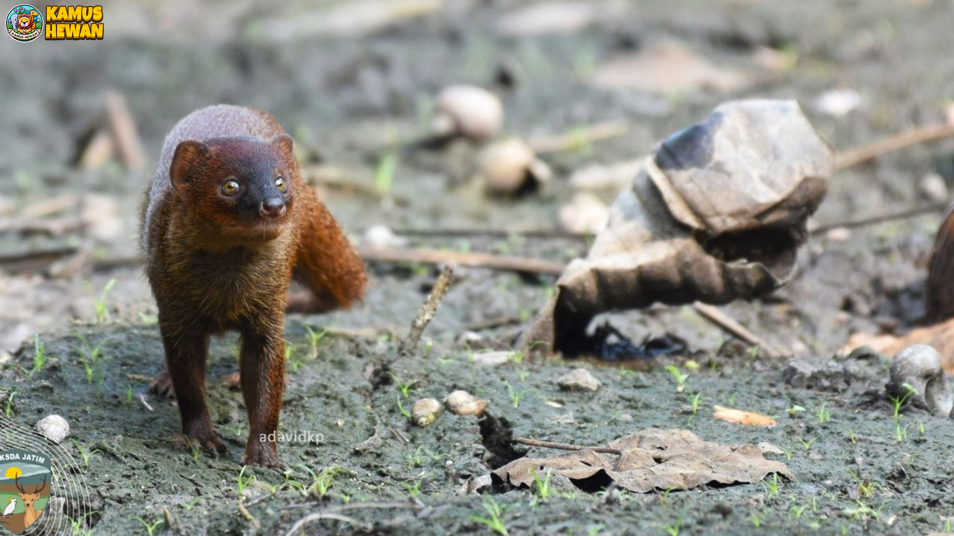 Inilah 4 Hal Menarik dari Garangan Jawa yang Patut Kamu Tahu