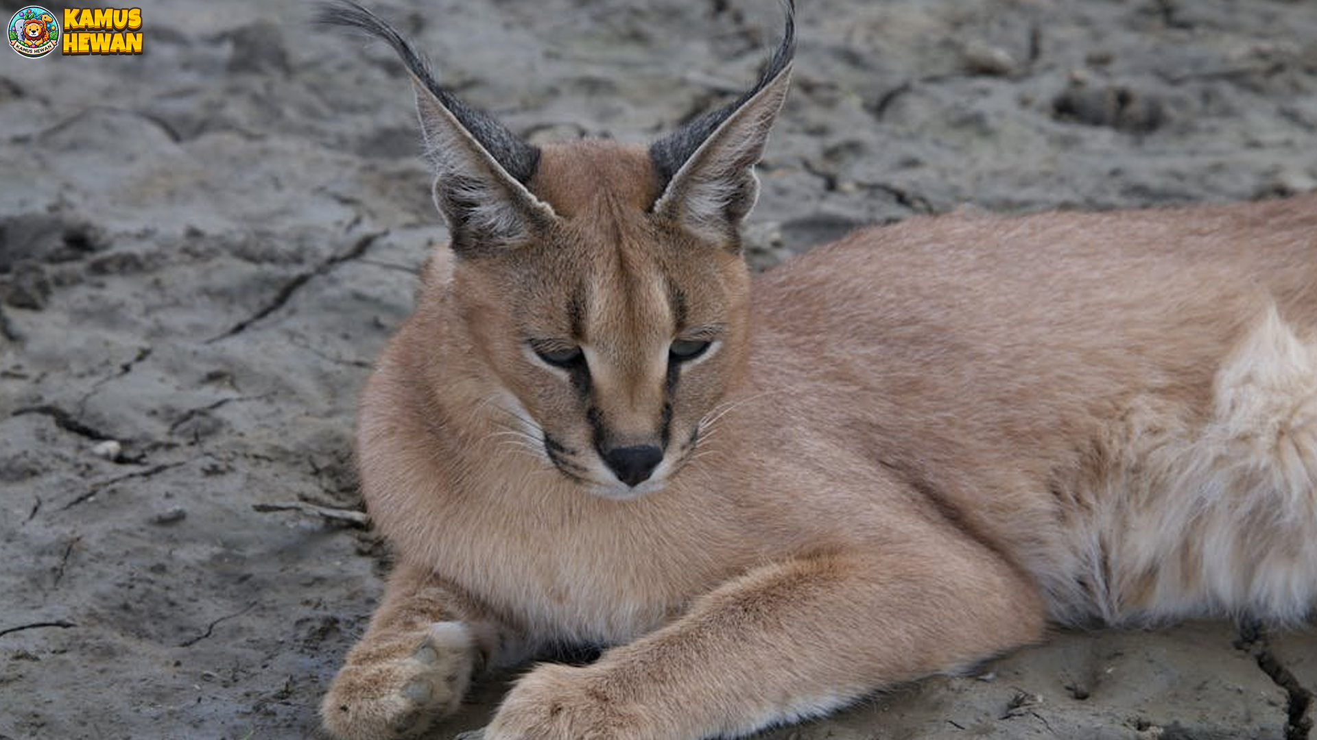 Gerakan Caracal Mengisyaratkan 3 Cara Bertahan Yang Unik 4 Gerakan Caracal Mengisyaratkan 3 Cara Bertahan Yang Unik