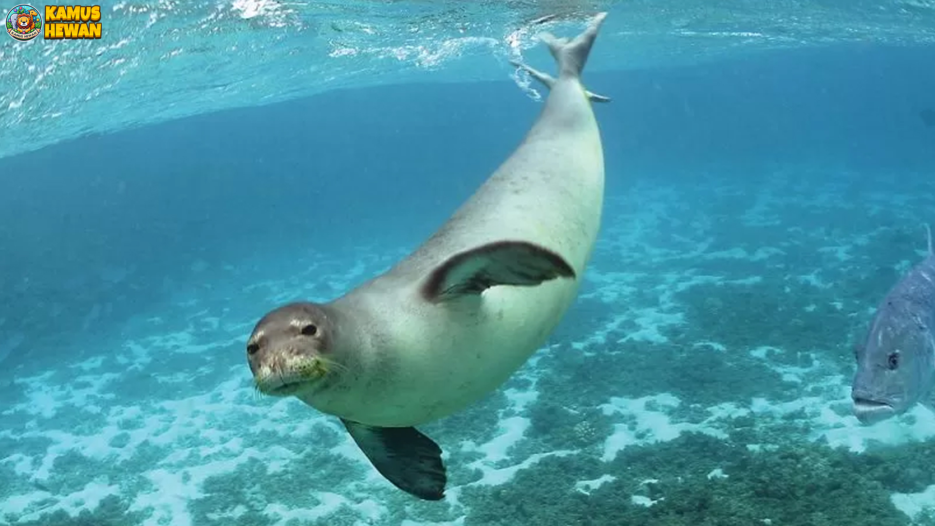 Uniknya Anjing Laut dalam 4 Gerakan Lucu Sampai Suara Aneh 3 Uniknya Anjing Laut dalam 4 Gerakan Lucu Sampai Suara Aneh