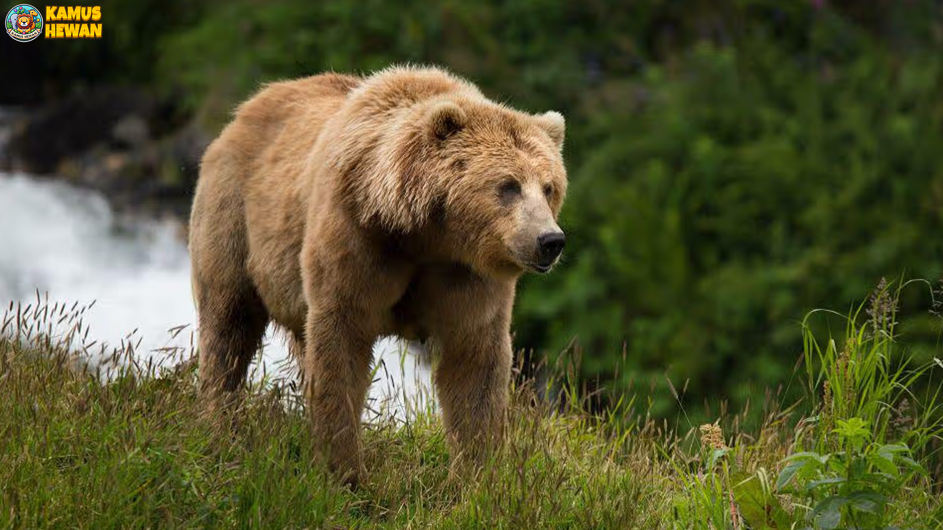 Beruang Kodiak: 4 Keajaiban dari Raksasa Berbulu Utara 3 Beruang Kodiak: 4 Keajaiban dari Raksasa Berbulu Utara