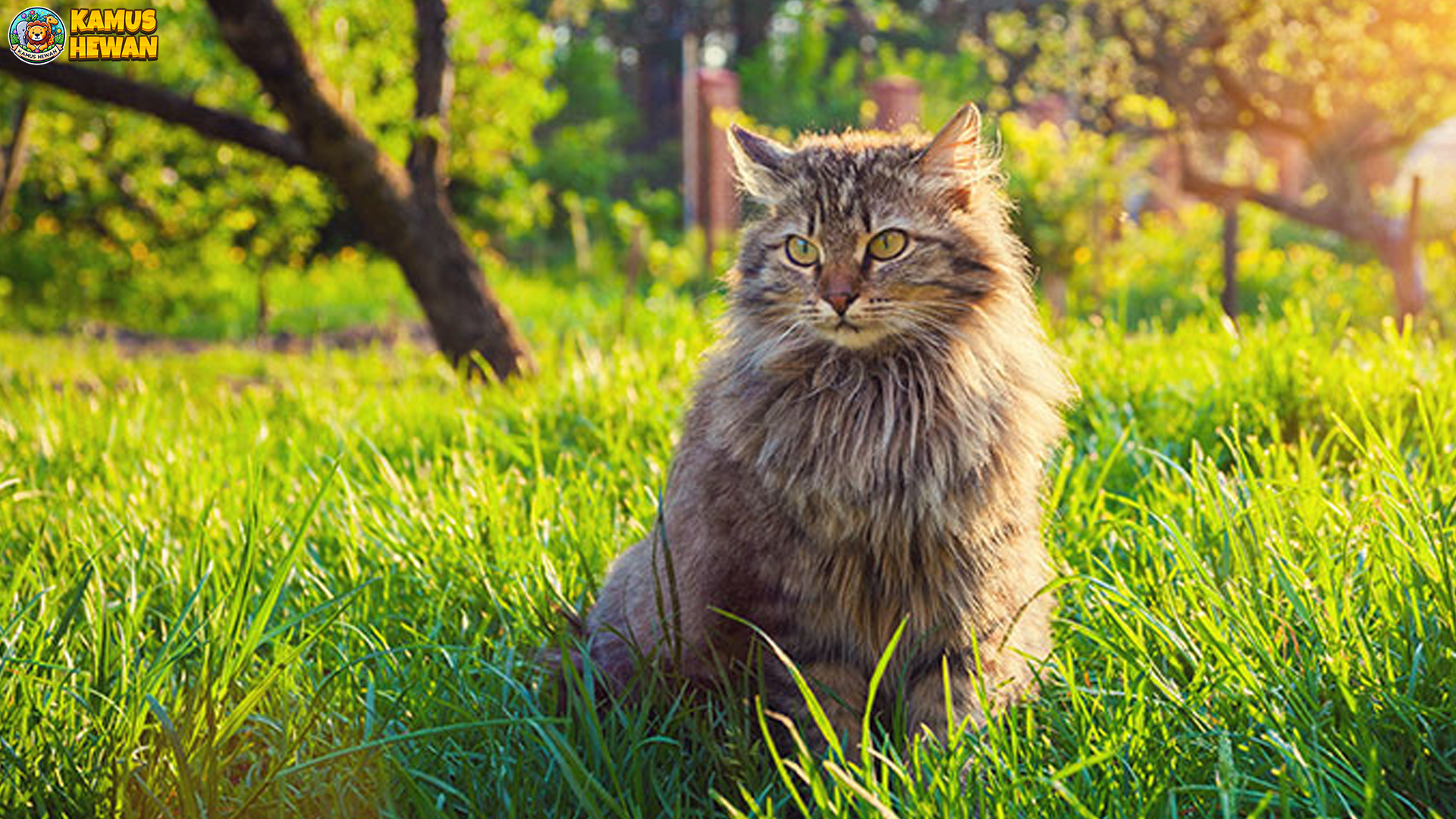 Mengenal Kucing Siberia lewat 5 Fakta Menarik dan Bulu Tebalnya 3 Mengenal Kucing Siberia lewat 5 Fakta Menarik dan Bulu Tebalnya