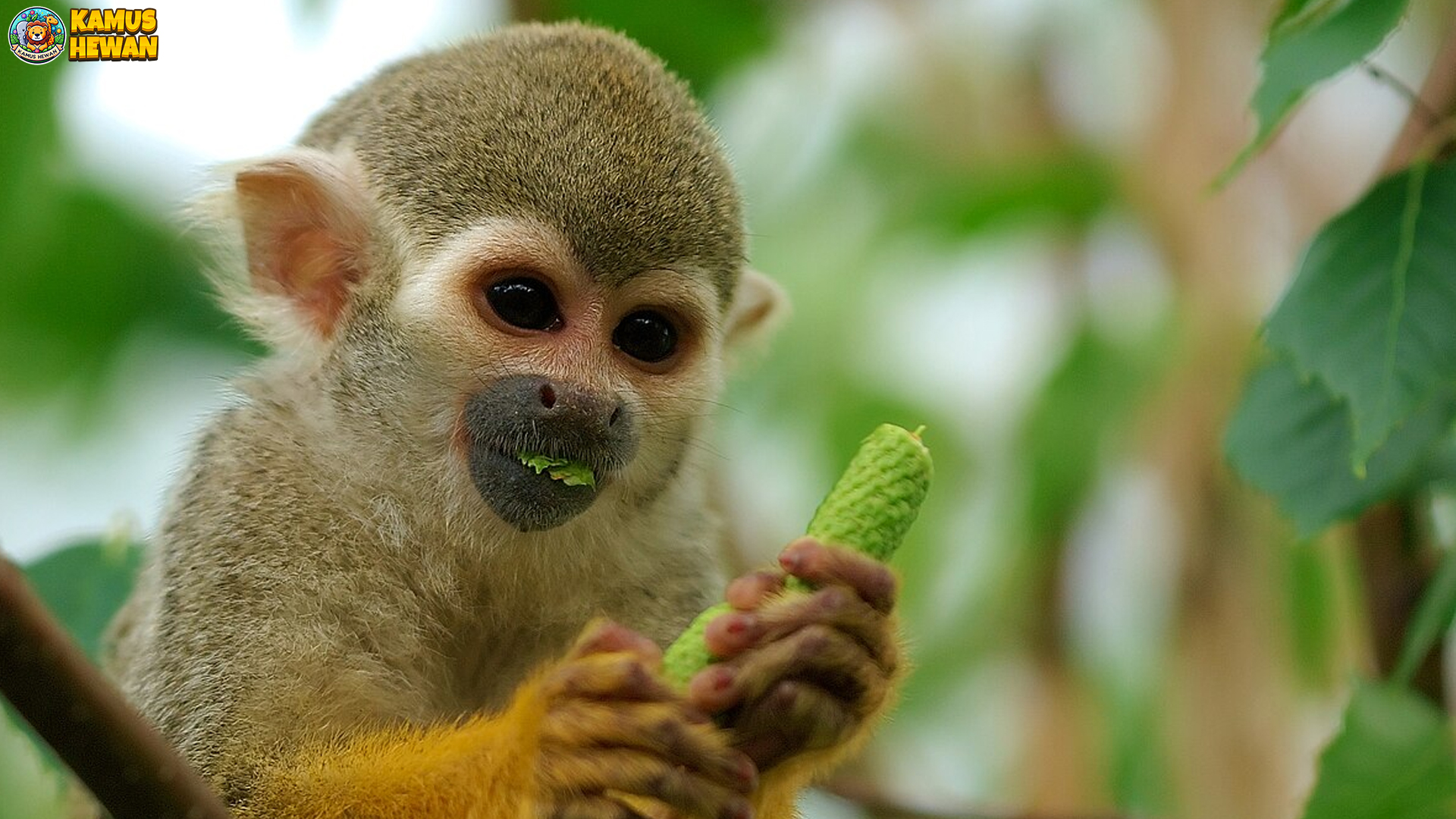 Monyet Bajing, 4 Makhluk Kecil dengan Kecepatan Super 4 Monyet Bajing, 4 Makhluk Kecil dengan Kecepatan Super