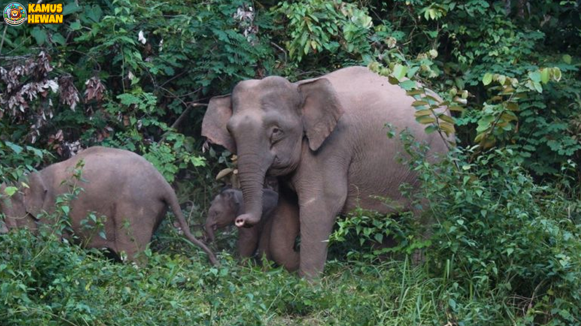 Gajah Kalimantan, Ikon Satwa Endemik yang Mempesona