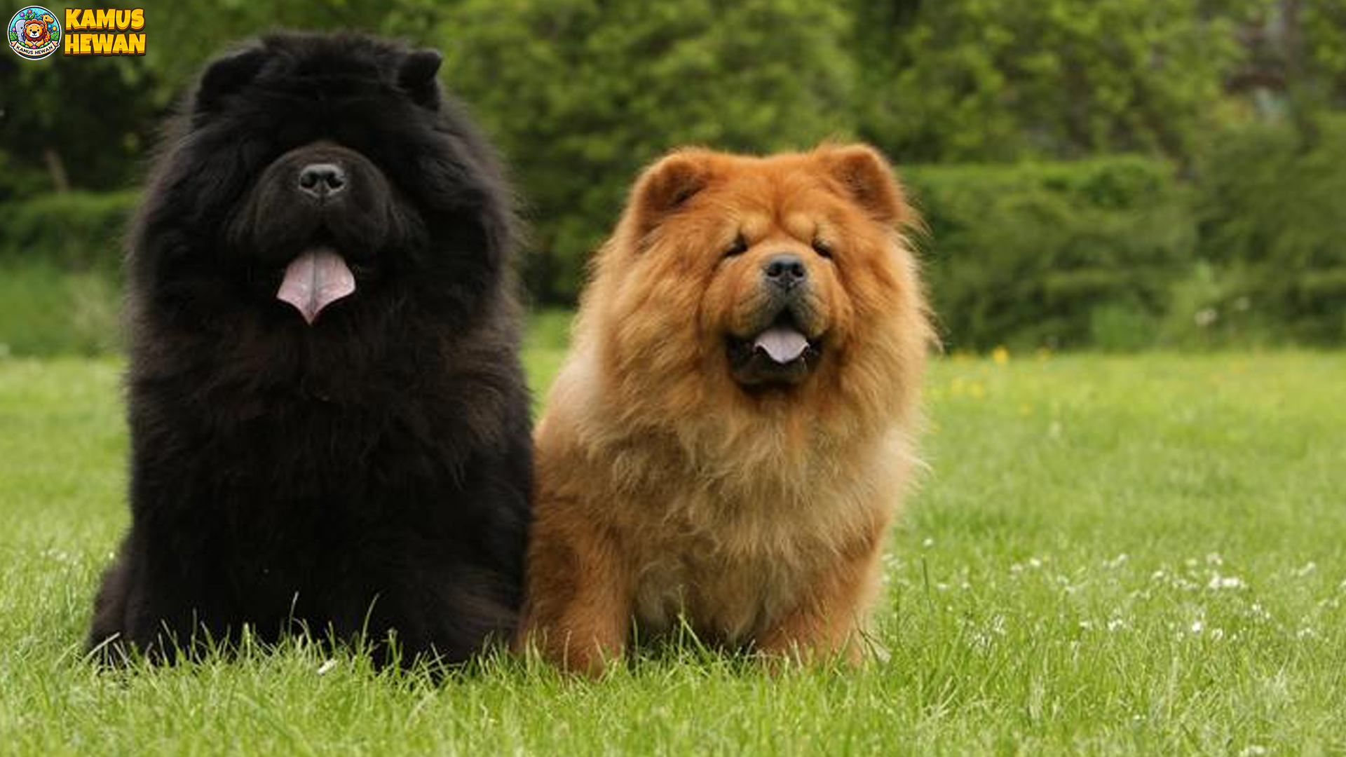 Chow Chow: Anjing Berwajah Singa dengan Karakter Unik