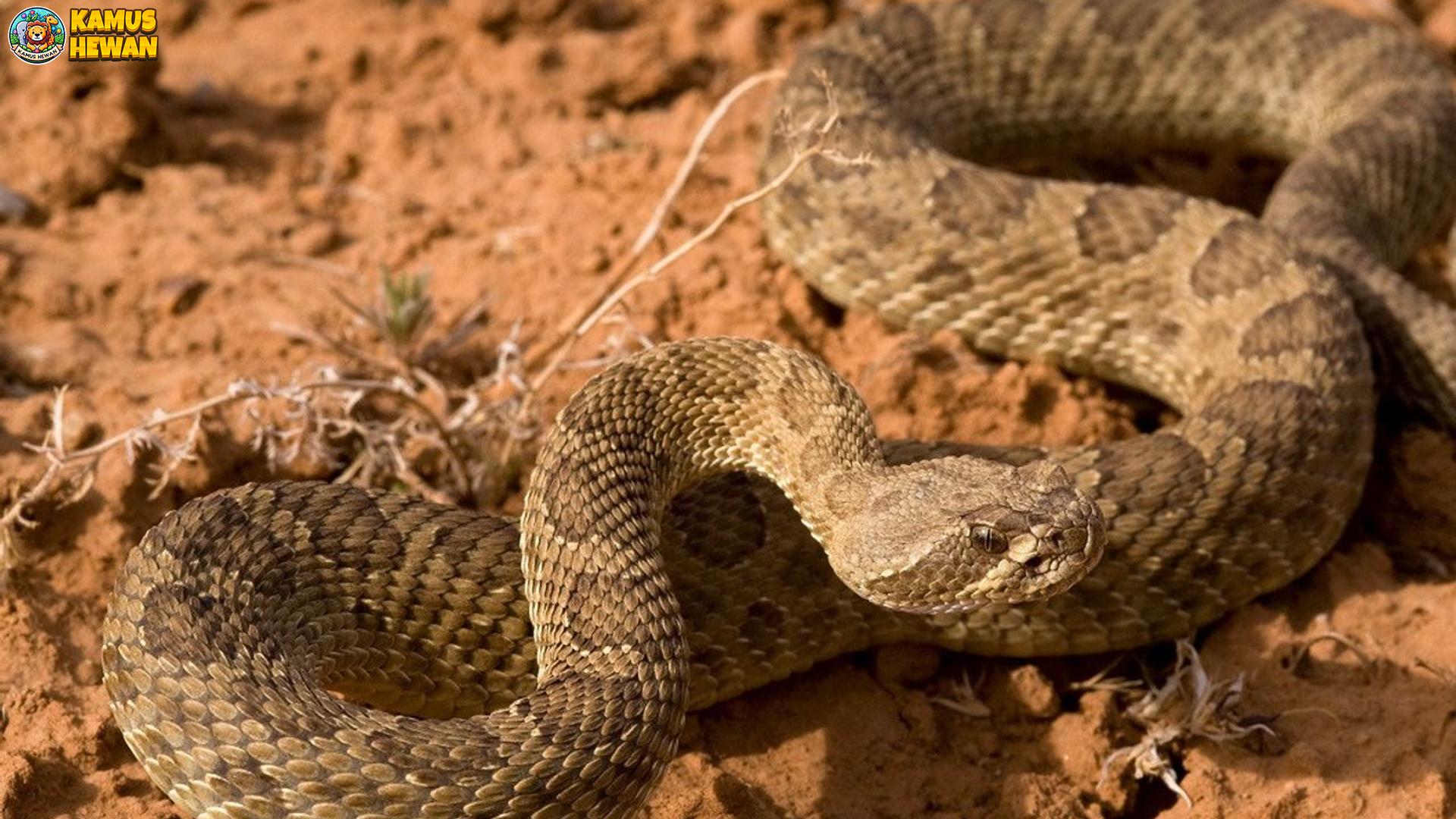 Mengupas Fakta Menarik Ular Derik Besar di Dunia Reptil