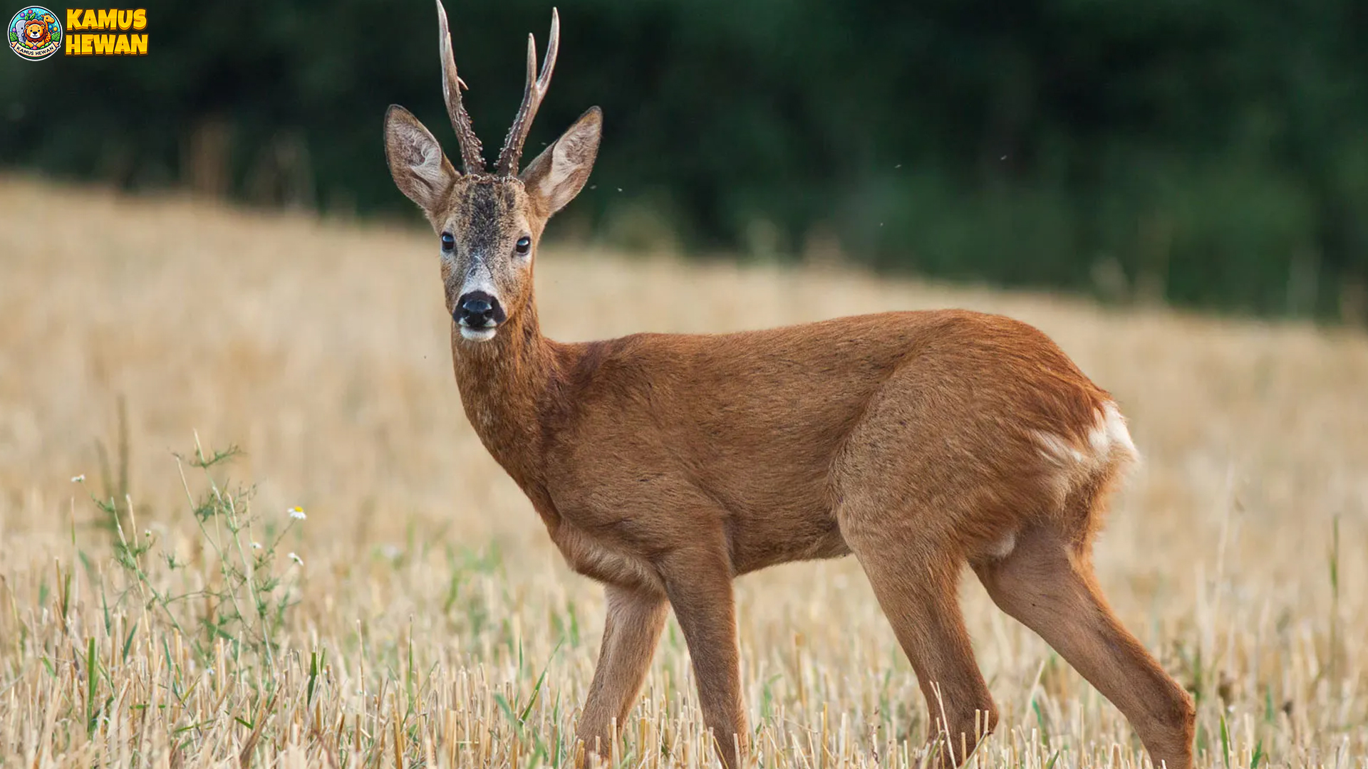 Mengintip Rusa Roe Lewat 3 Momen Paling Unik di Alam Liar 4 Mengintip Rusa Roe Lewat 3 Momen Paling Unik di Alam Liar