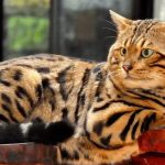 Kenali Kucing Bengal: Si Kucing Eksotis Berbulu Unik