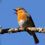 Jejak Burung Berkecet Eropa: Dari Hutan hingga Perkotaan