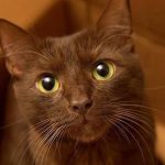 Kucing Havana, Si Manis Berbulu Cokelat yang Menggemaskan