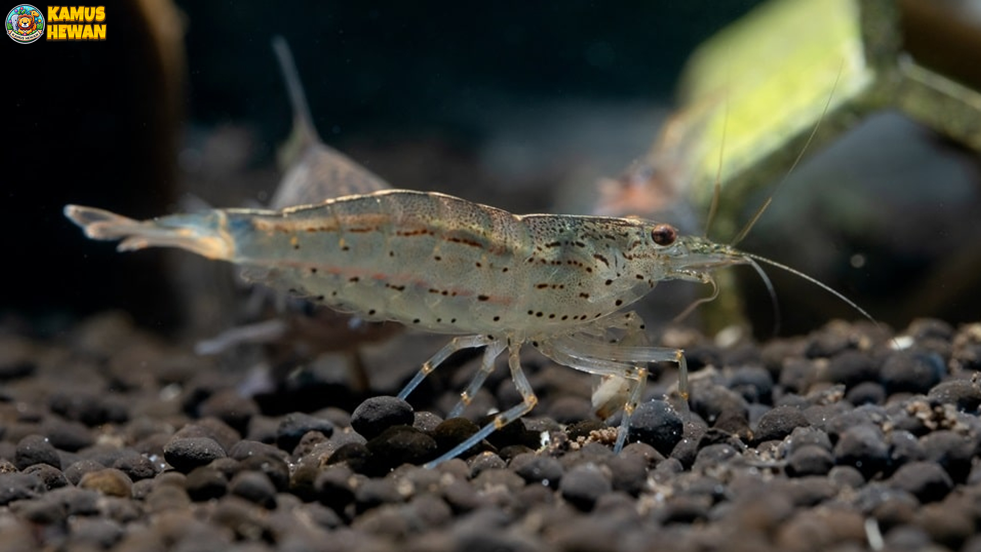 Udang Beras dan 5 Hal Menarik Tentang Habitatnya Luar Biasa