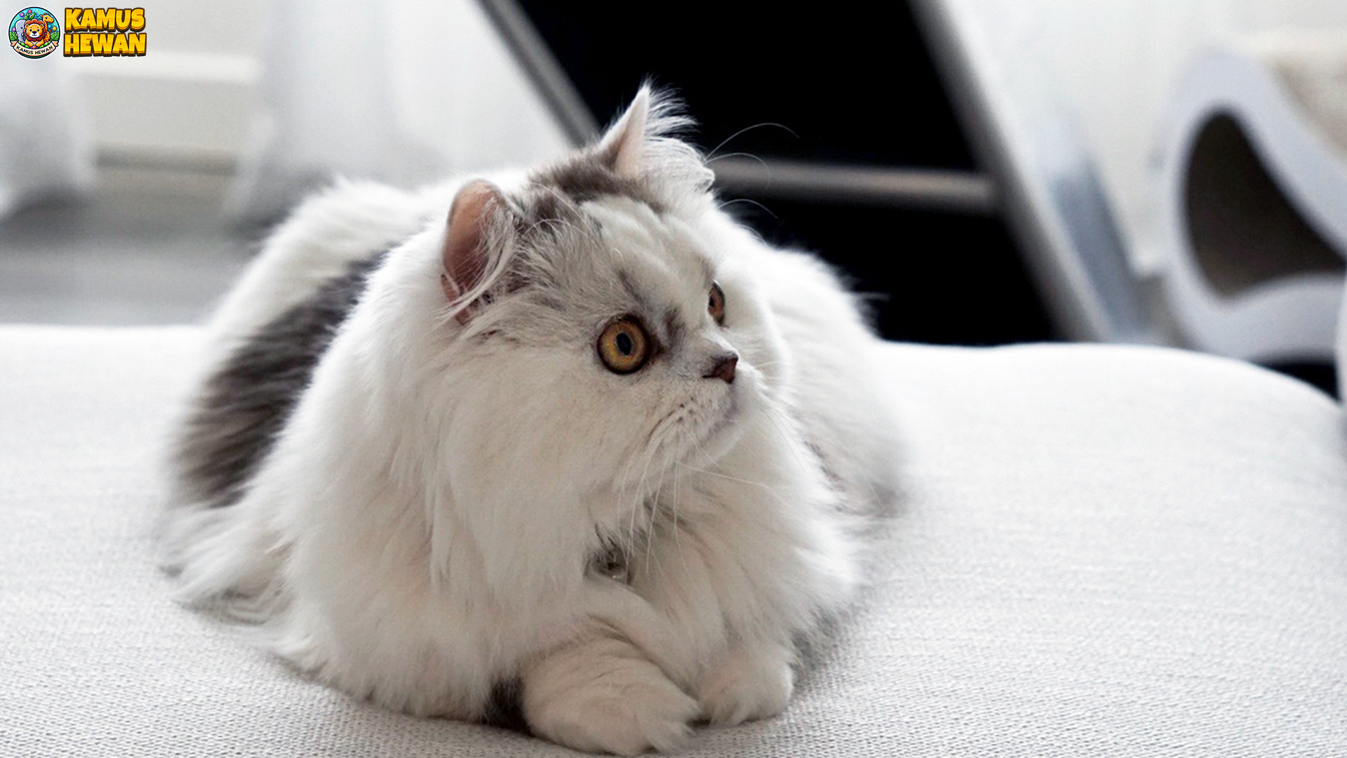 Minuet, Kucing Unik dengan 5 Ciri Khas yang Memikat Hati