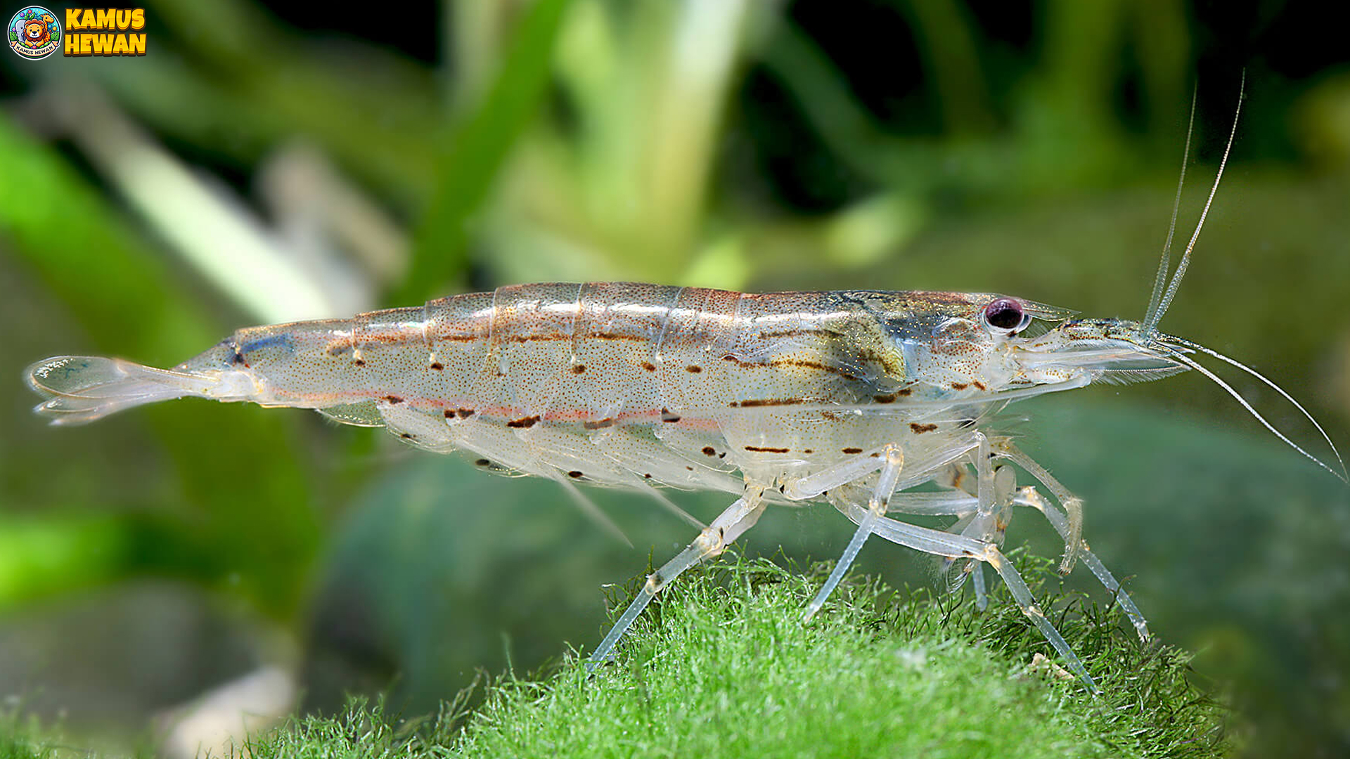 Udang Beras dan 5 Hal Menarik Tentang Habitatnya Luar Biasa