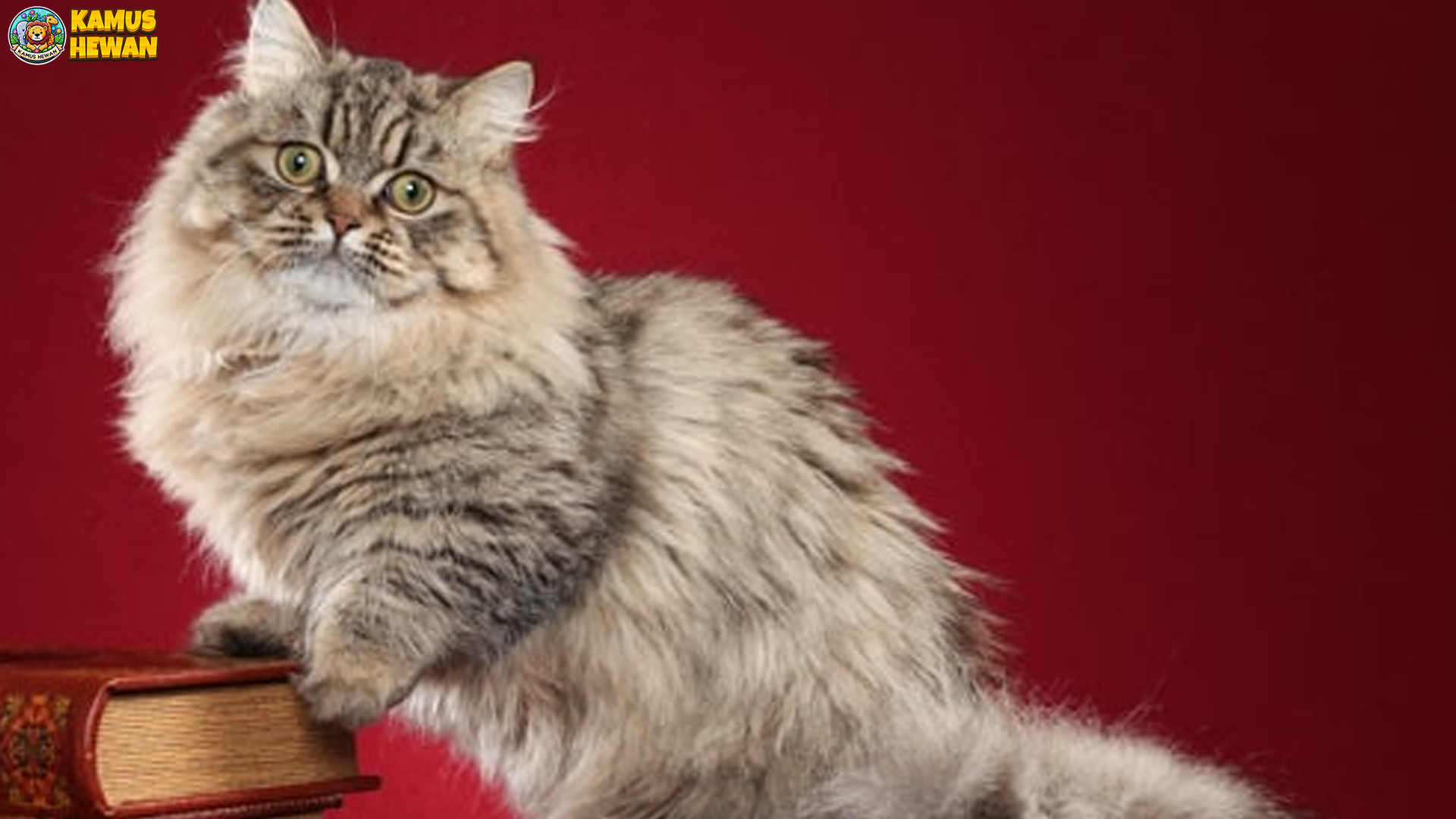 Minuet, Kucing Unik dengan 5 Ciri Khas yang Memikat Hati