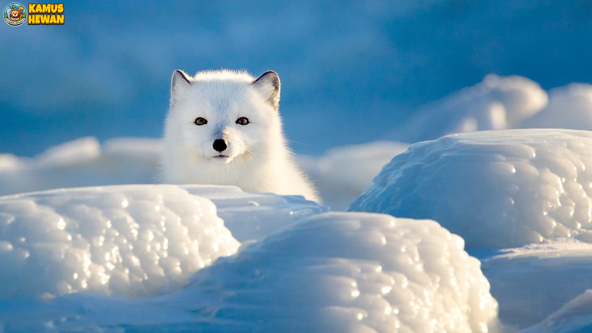 Rubah Arktik Menyimpan 4 Kekuatan Alami yang Mengagumkan 3 Rubah Arktik Menyimpan 4 Kekuatan Alami yang Mengagumkan