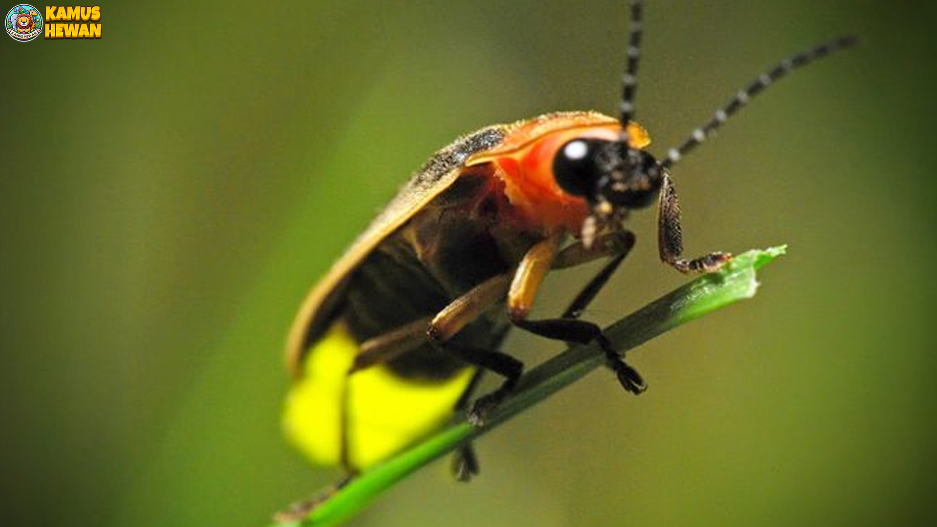 Menilik Kunang-kunang dan 3 Rahasia Kilauan Cahaya